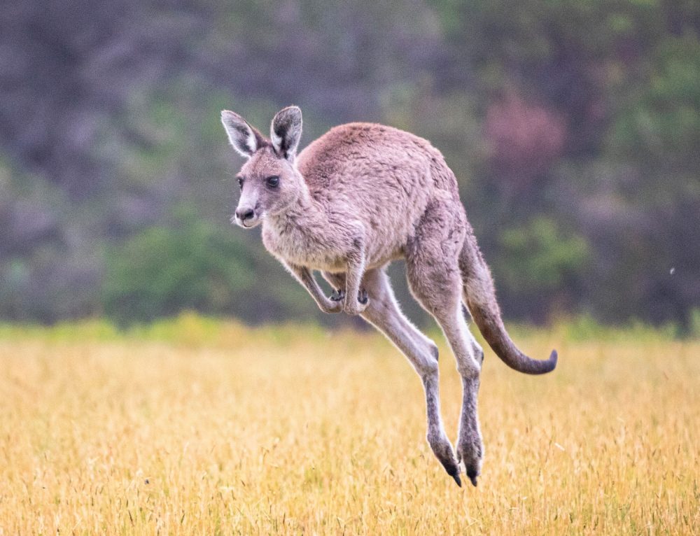 How kangaroos hop faster without using more energy