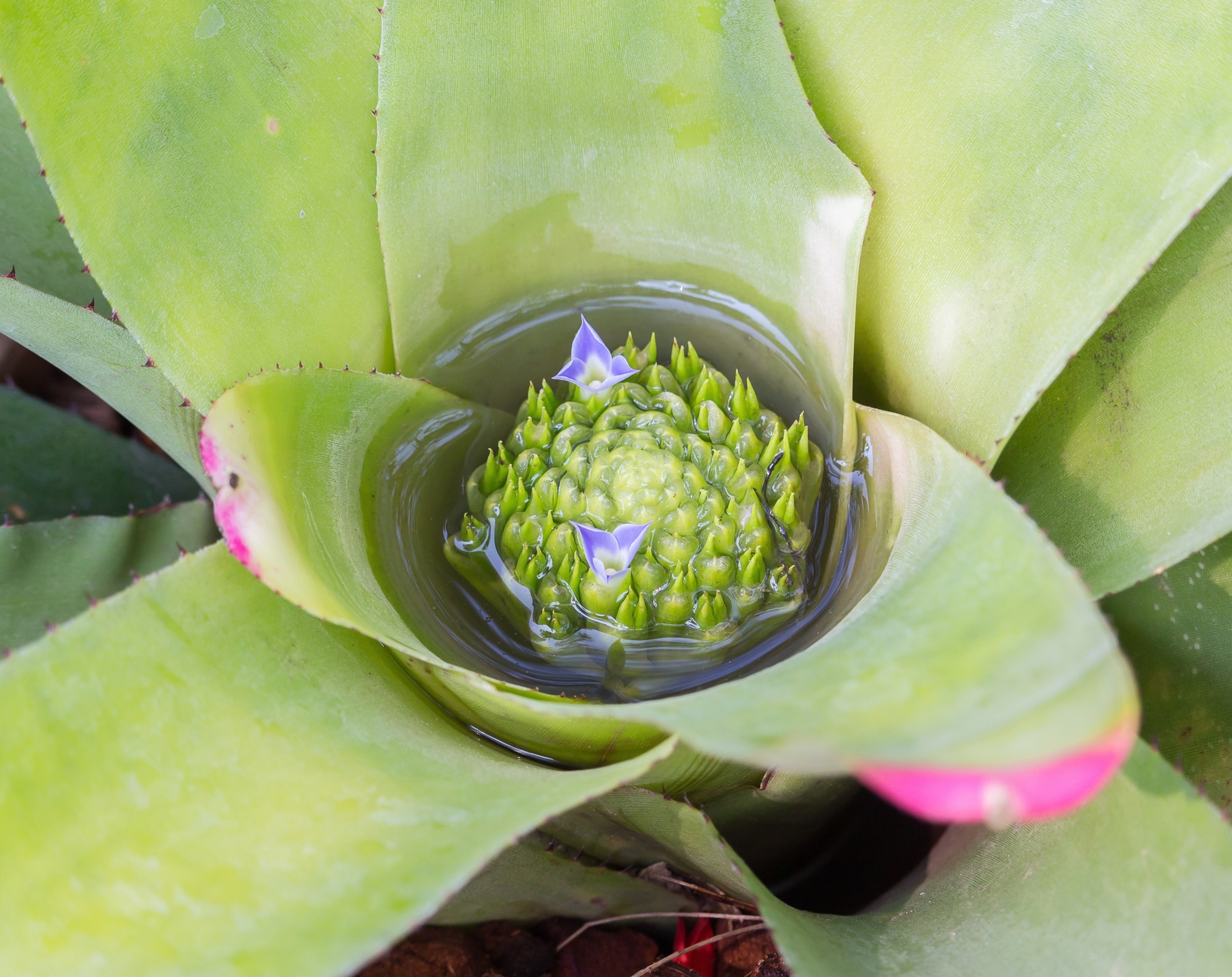 Unexpected partners help trees grow in nutrient-poor conditions - Earth.com