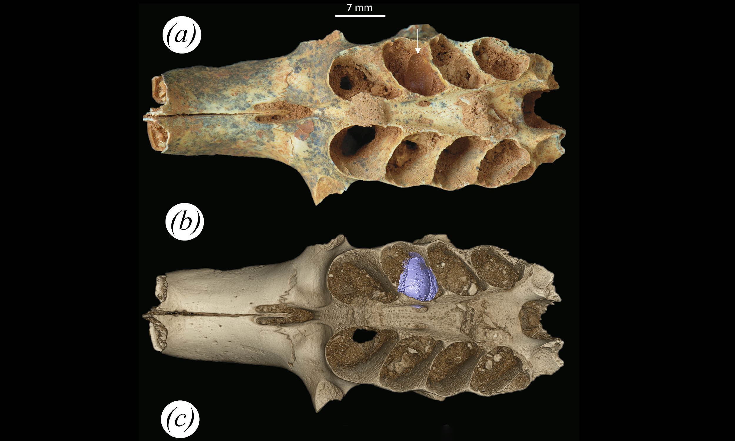 Prehistoric bees turned animal bones into baby nests, behavior never seen before