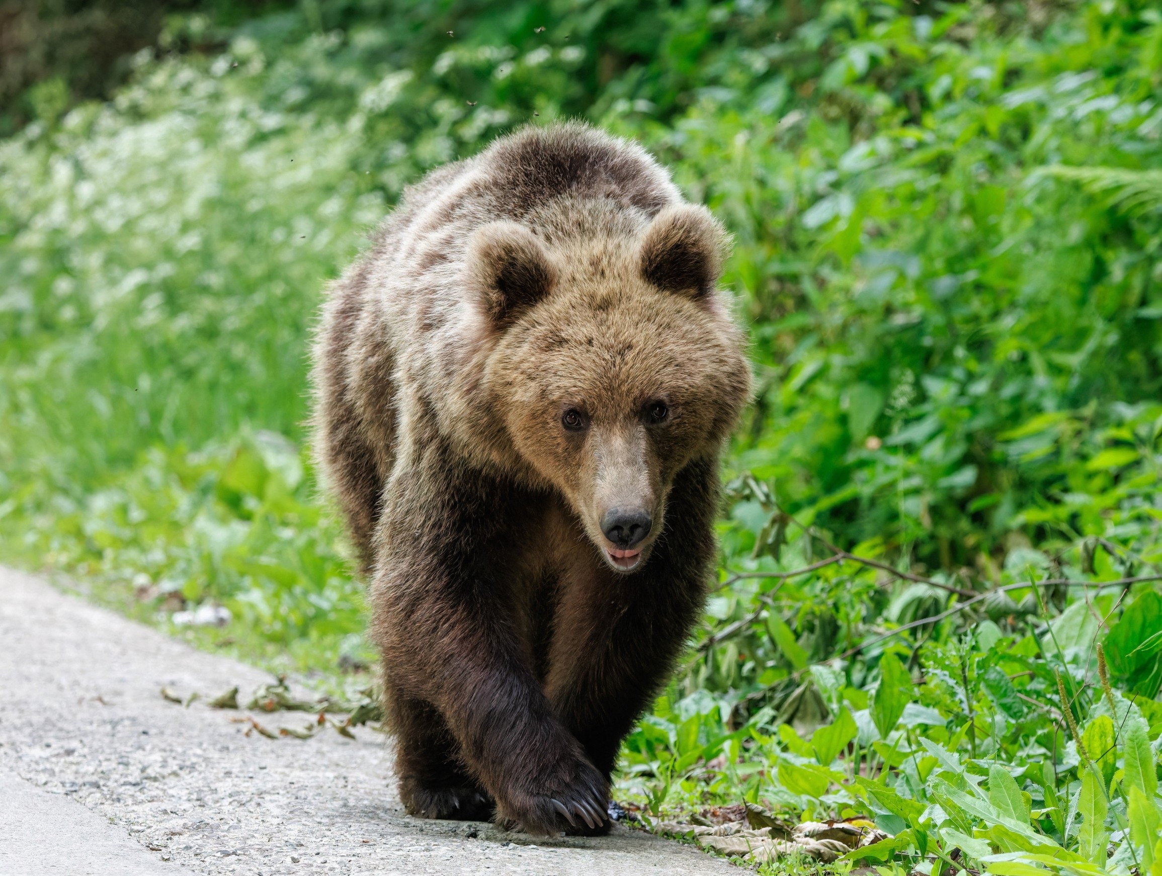 Italian bears reveal a surprising twist in evolution under human pressure