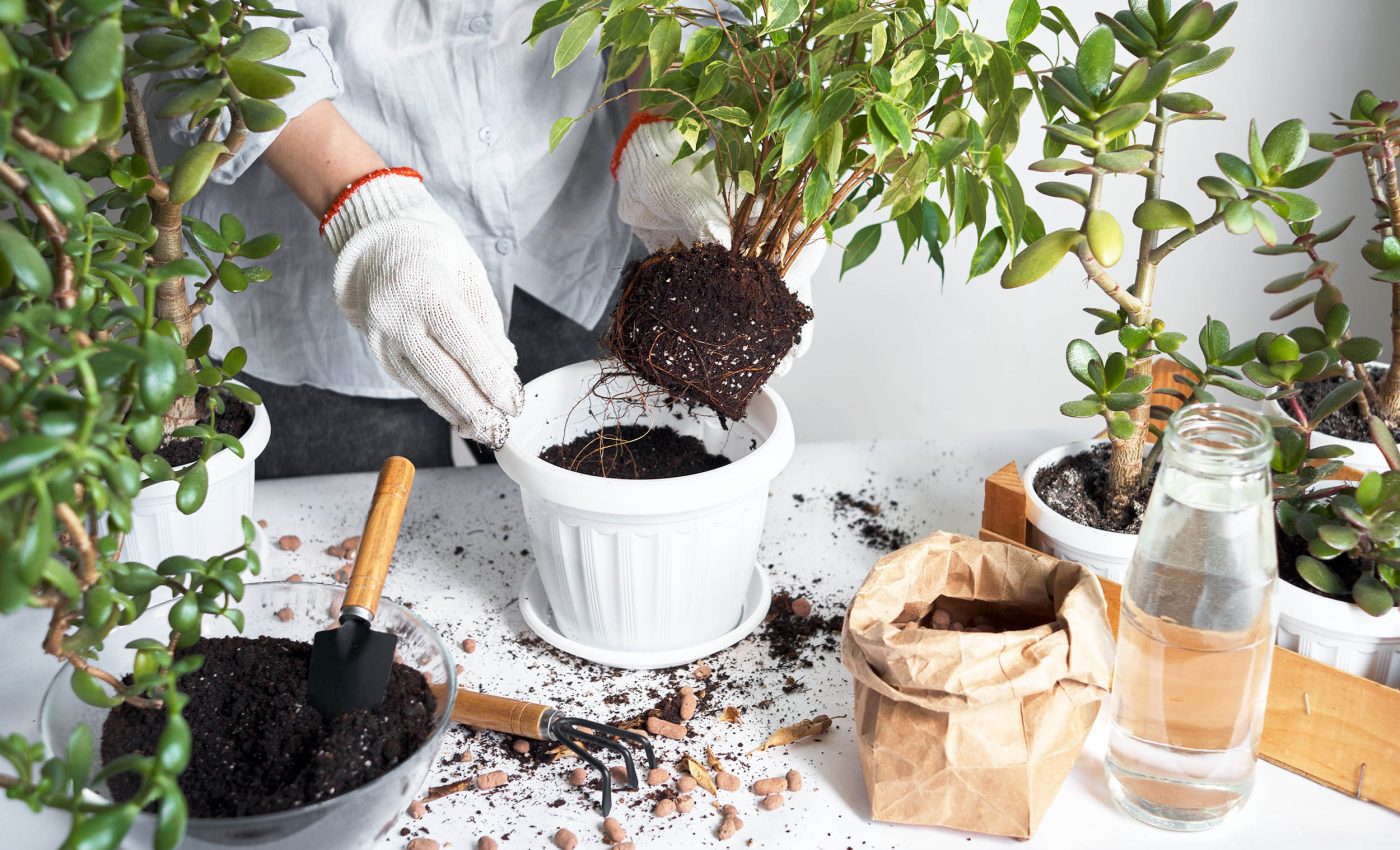 tomato plant seeds Back to the Roots Organic Red Cherry Tomato Seeds, 1 Seed packet main image 0