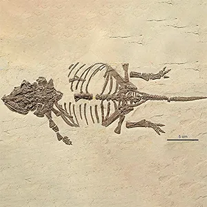 Numerous anklyosaur fossils of Liaoningosaurus paradoxus have so far been discovered. Credit: Journal of Vertebrate Paleontology (2025)