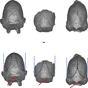 Little Foot CT scans showing anatomical features