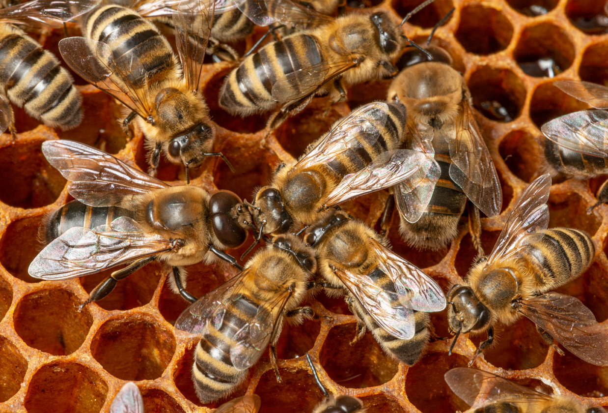 Social behavior in bees is controlled by a 'begging gene' - Earth.com