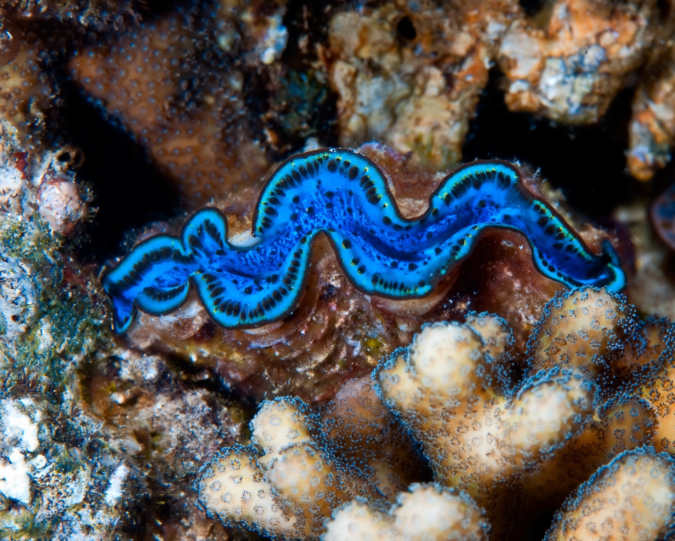 Giant clams thrive when villages take charge