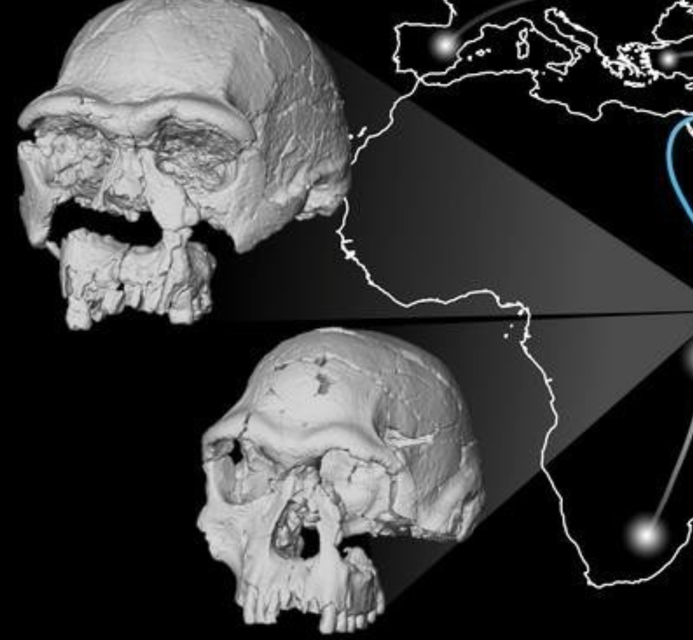 Virtual skull reveals surprising traits of ancient human ancestor