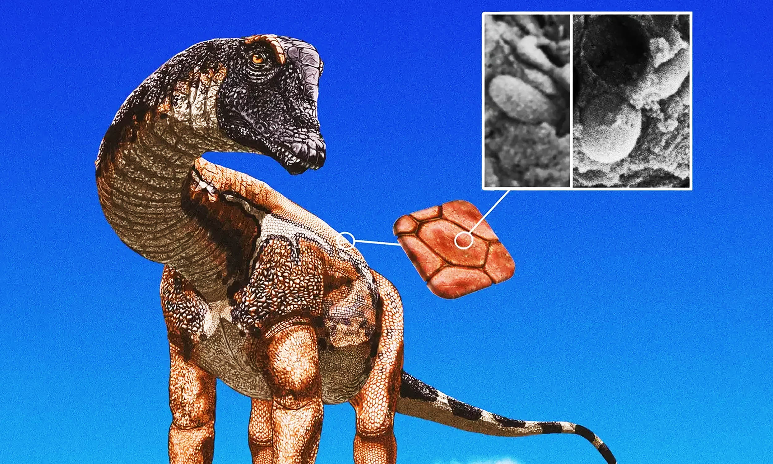 Some dinosaurs were spotted and speckled with brilliant color patterns