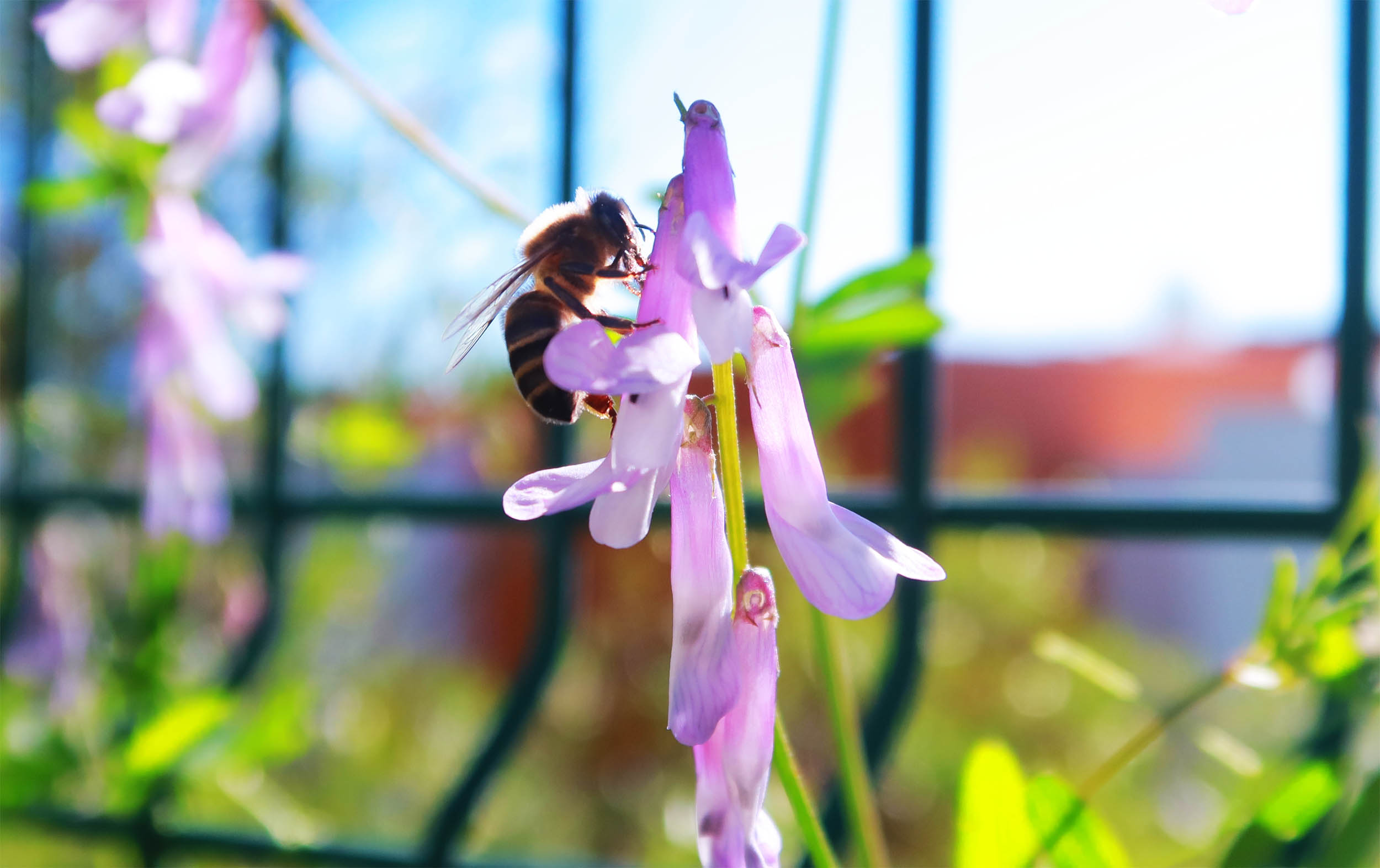 Microbes in bees' guts reflect ecological well-being in cities