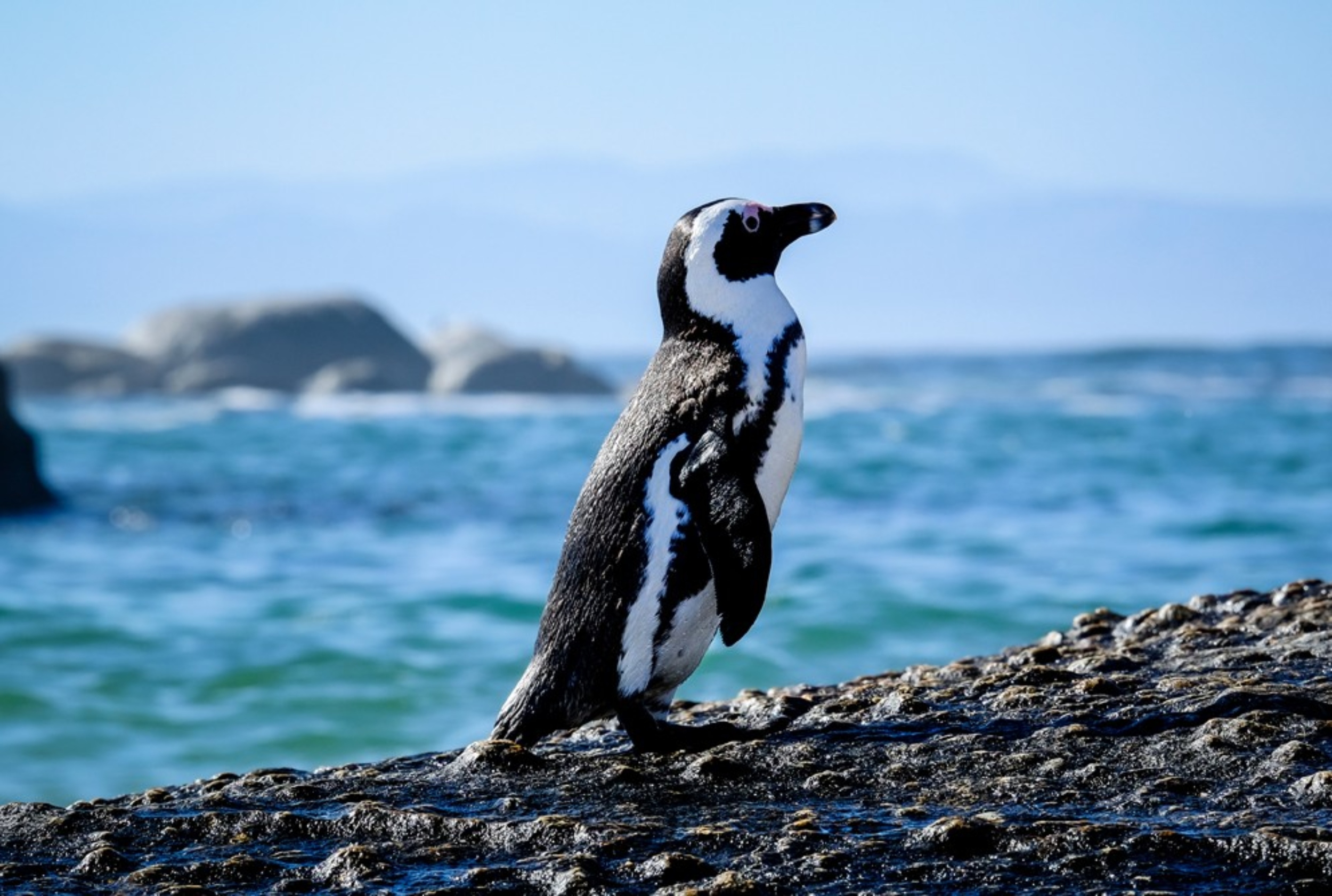 African penguins are at risk of extinction as sardines disappear