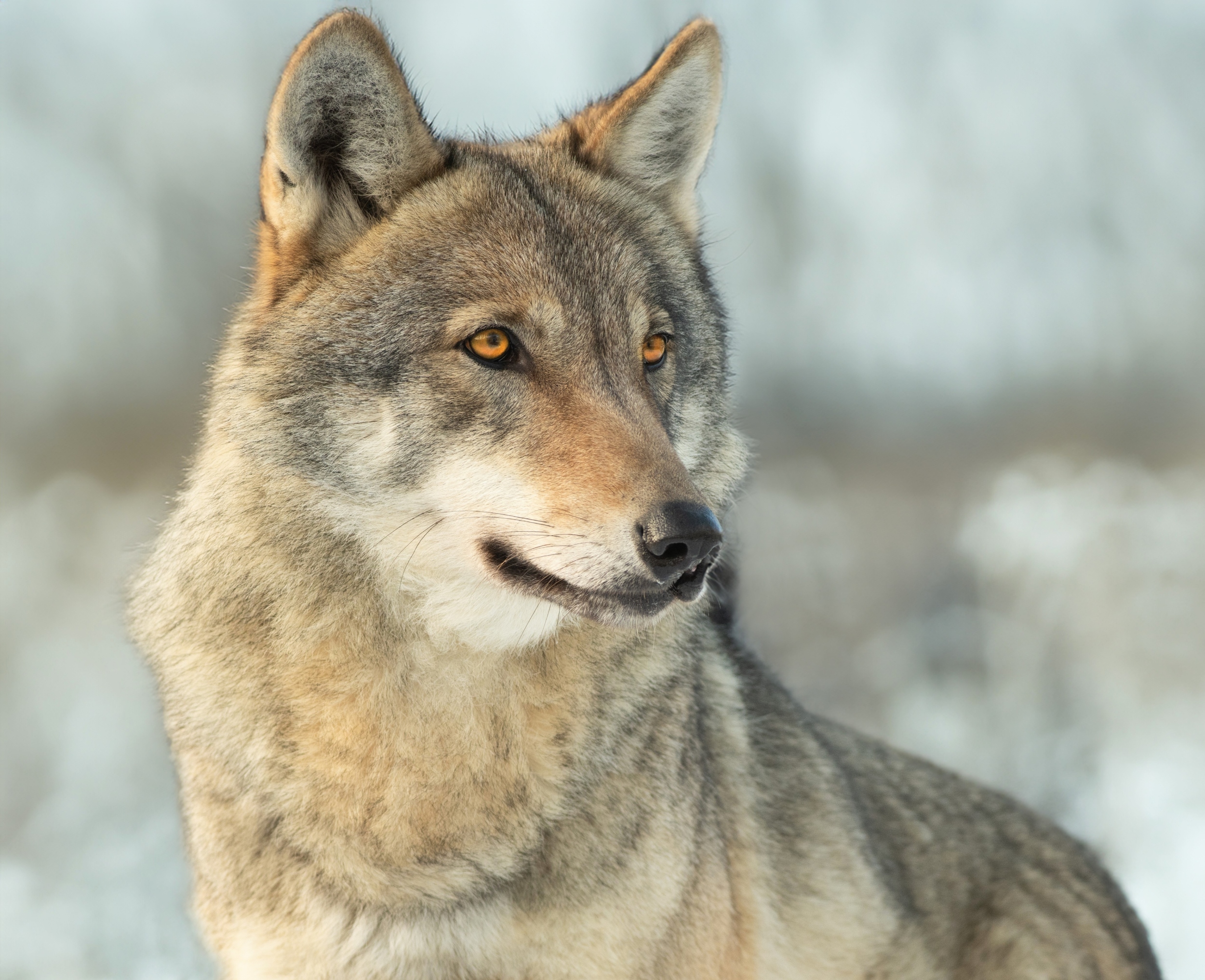 Before dogs, humans may have lived closely with wolves