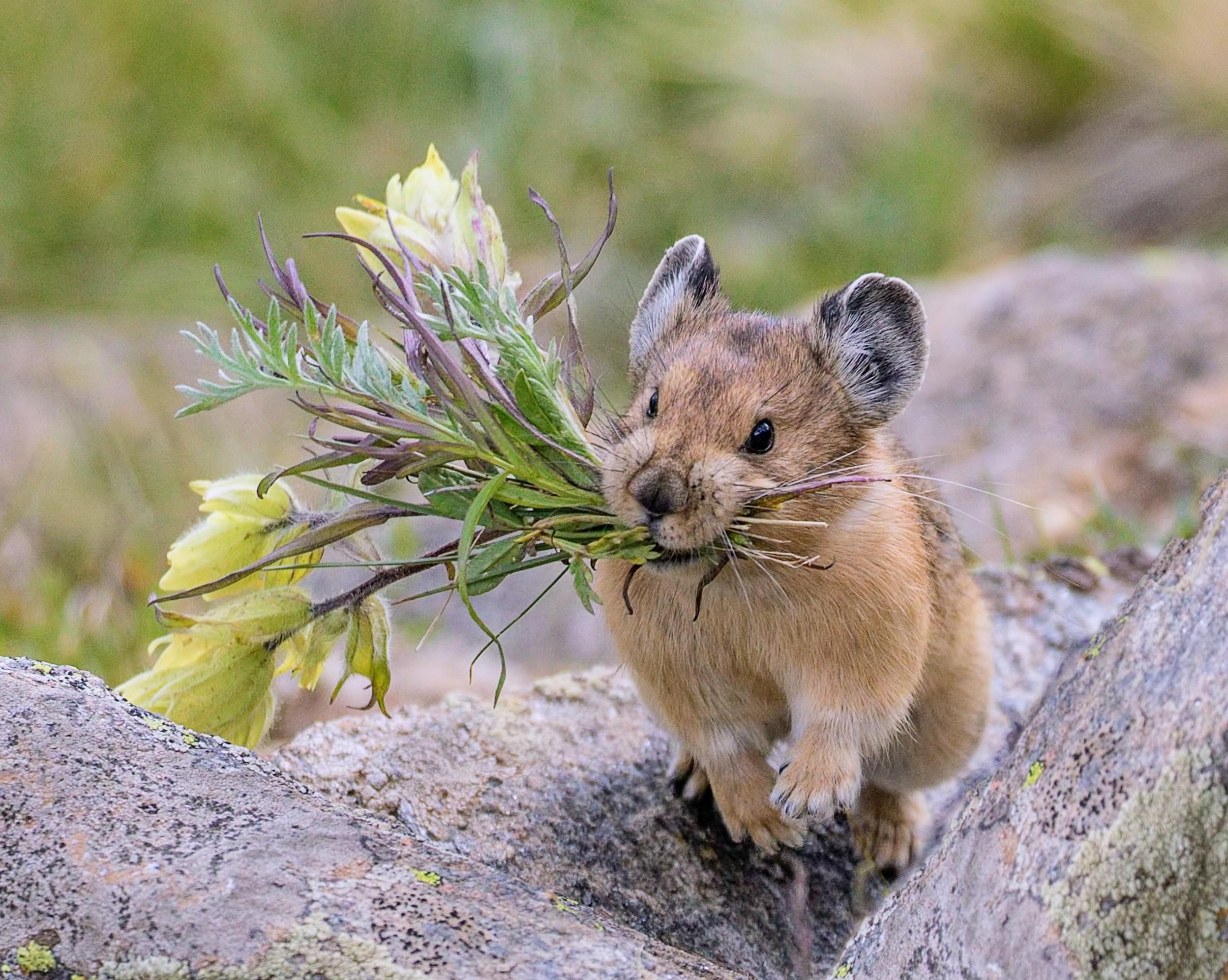 Counting mammals: A living index to protect species worldwide