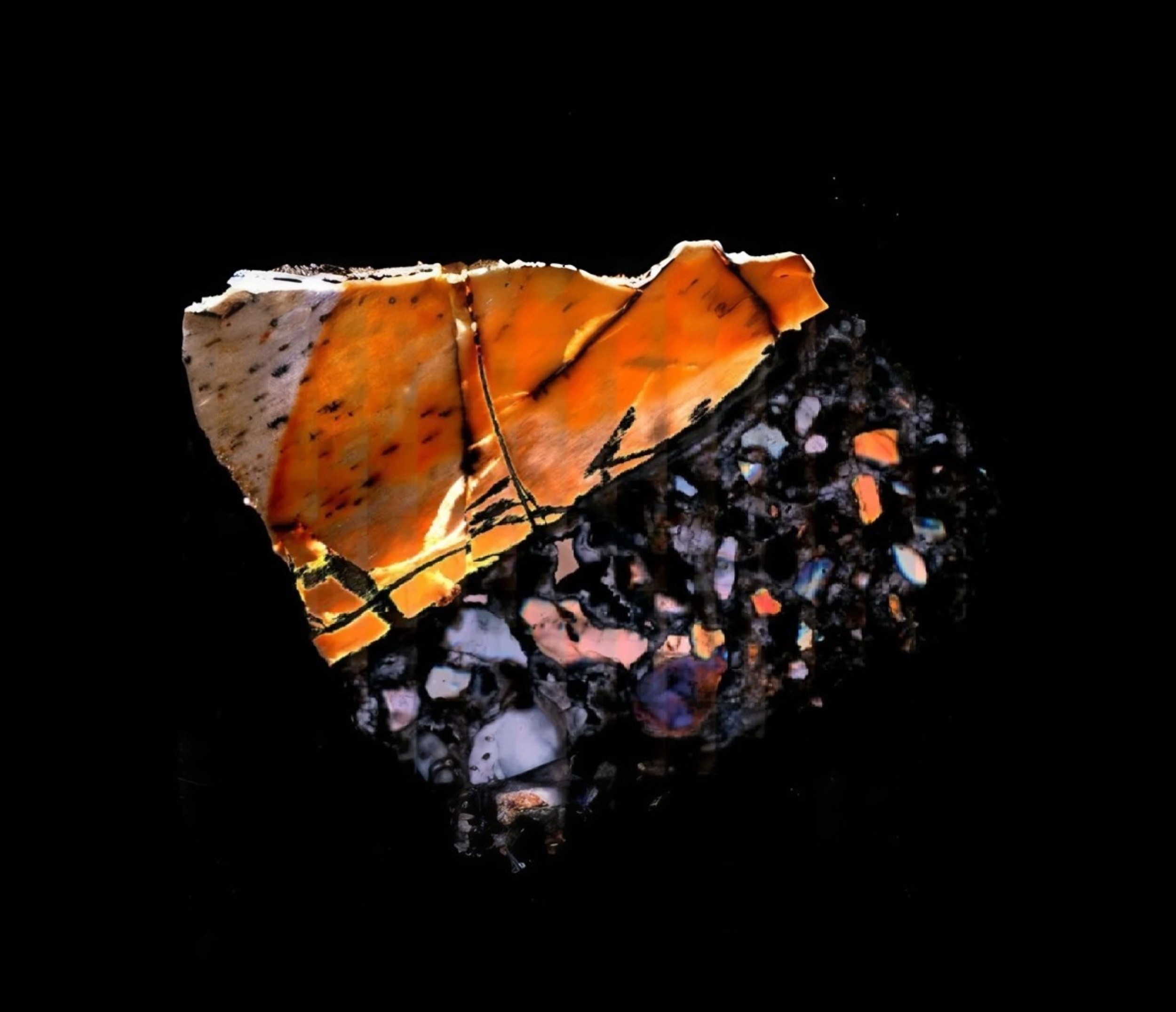 Ancient bones reveal how animals lived in a lost world