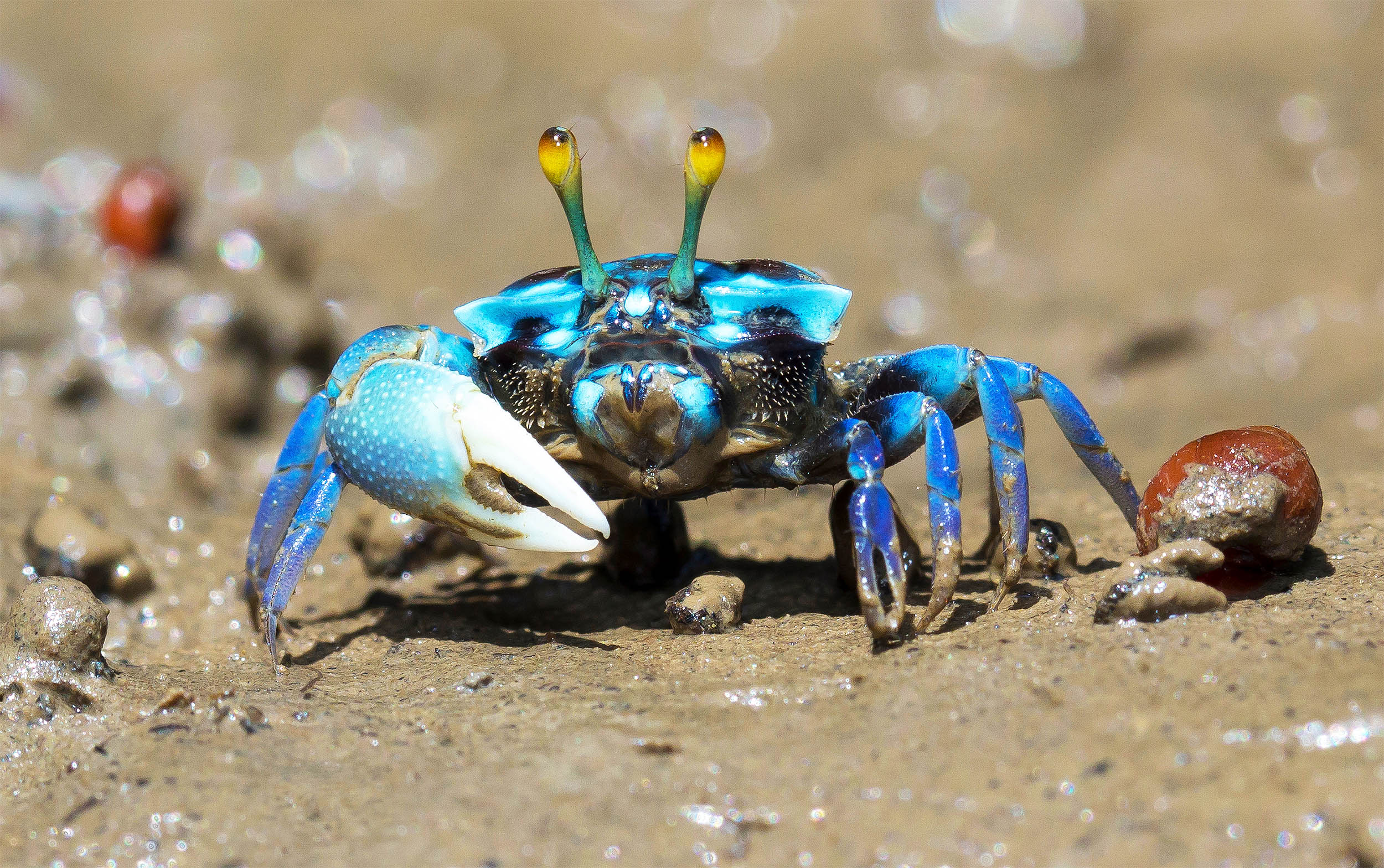 Animals have evolved into crabs five separate times in history and scientists don't know why