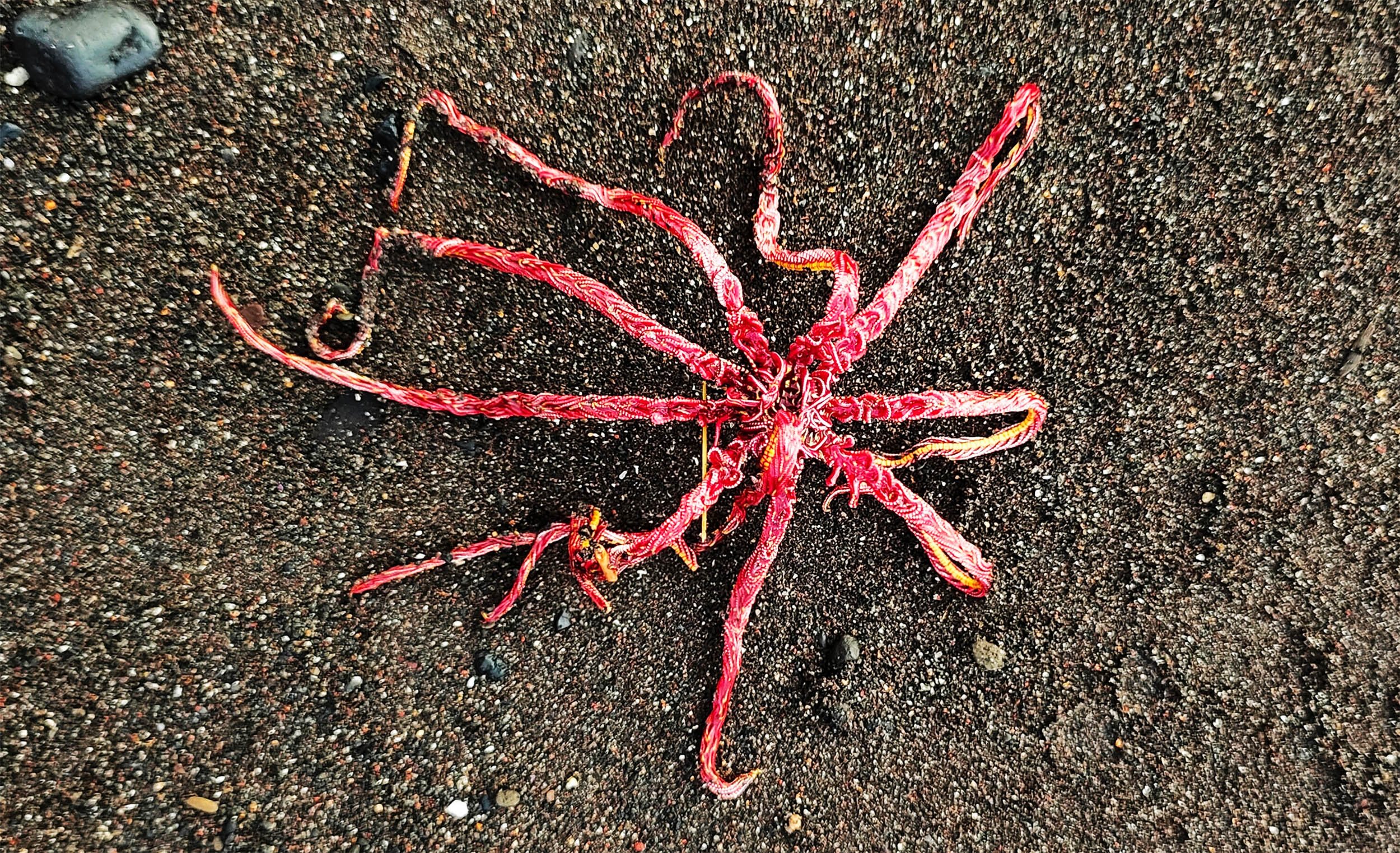 Ocean mining expedition provides first direct evidence of deep-sea mining impact