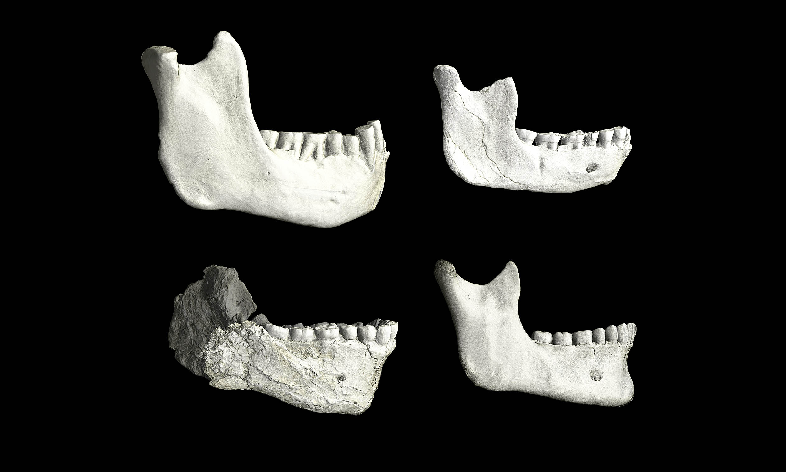 Jawbone fossils from an unknown human ancestor discovered in a Moroccan cave