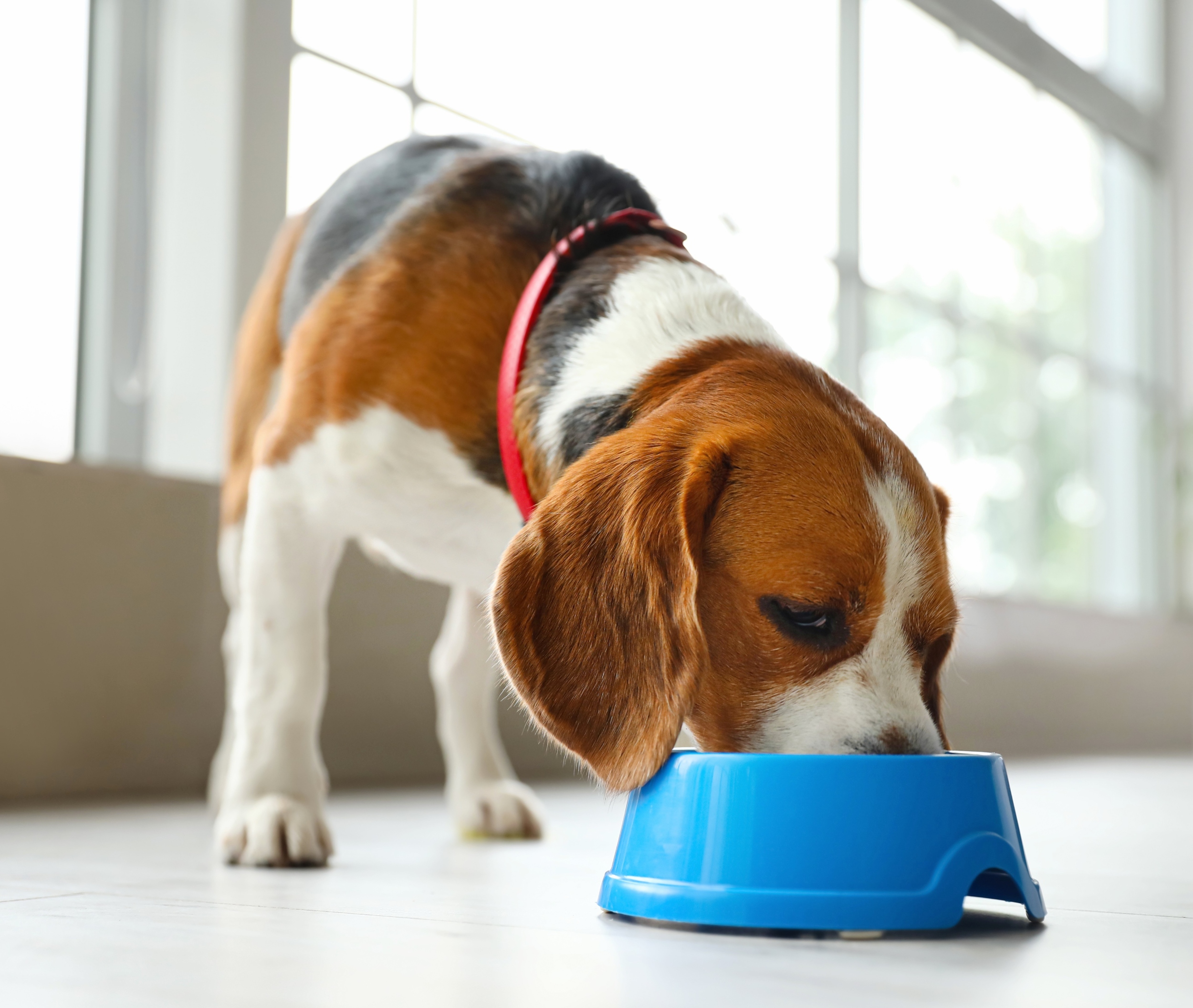 Dog food can impact the climate more than your own meals