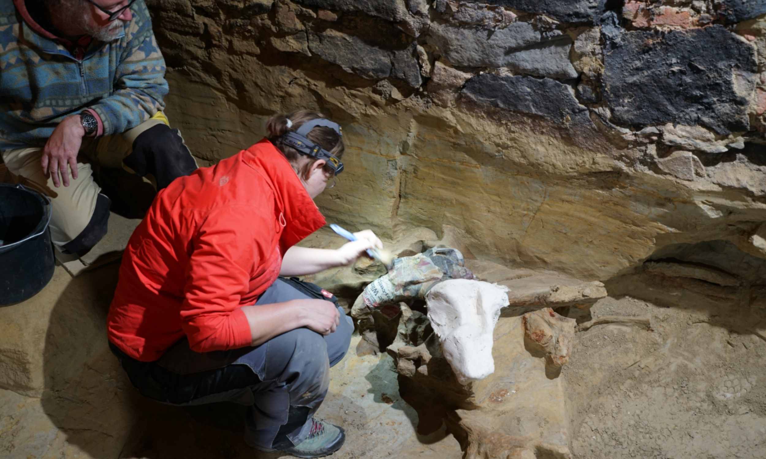 Winemaker uncovers woolly mammoth bones while renovating his cellar