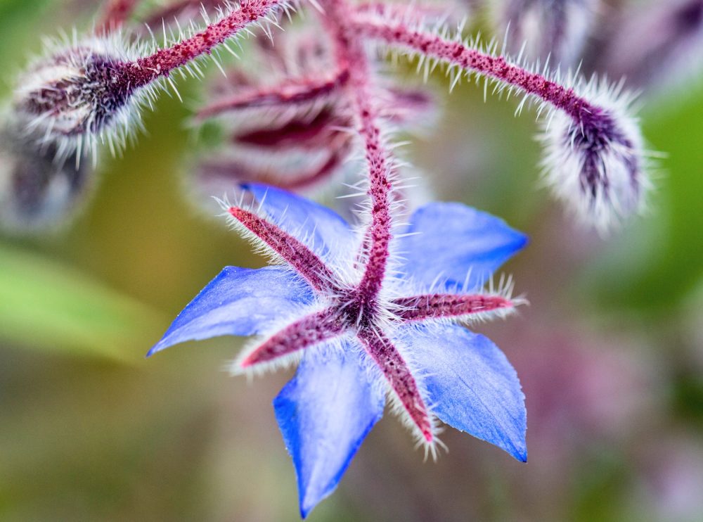 Old herbal remedy moves from folklore to facts - Earth.com