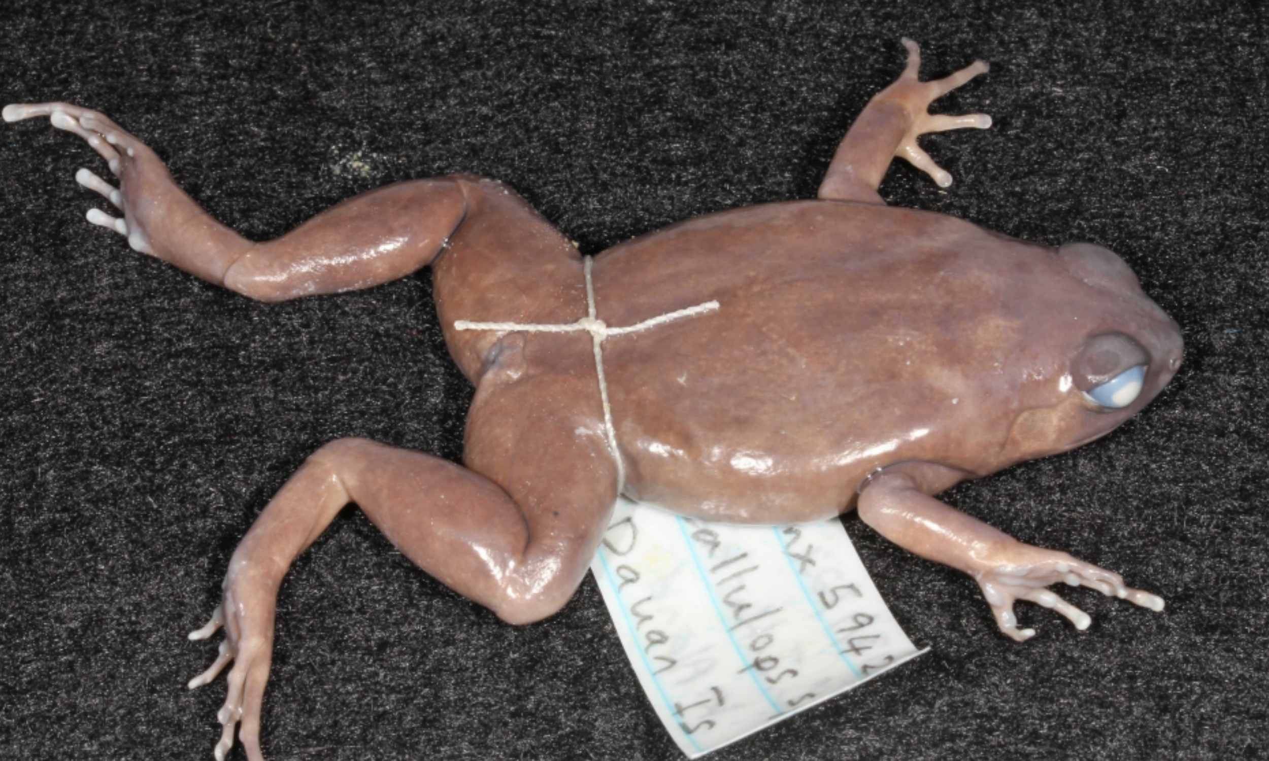 Unrecognizable sounds lead to discovery of three animal species