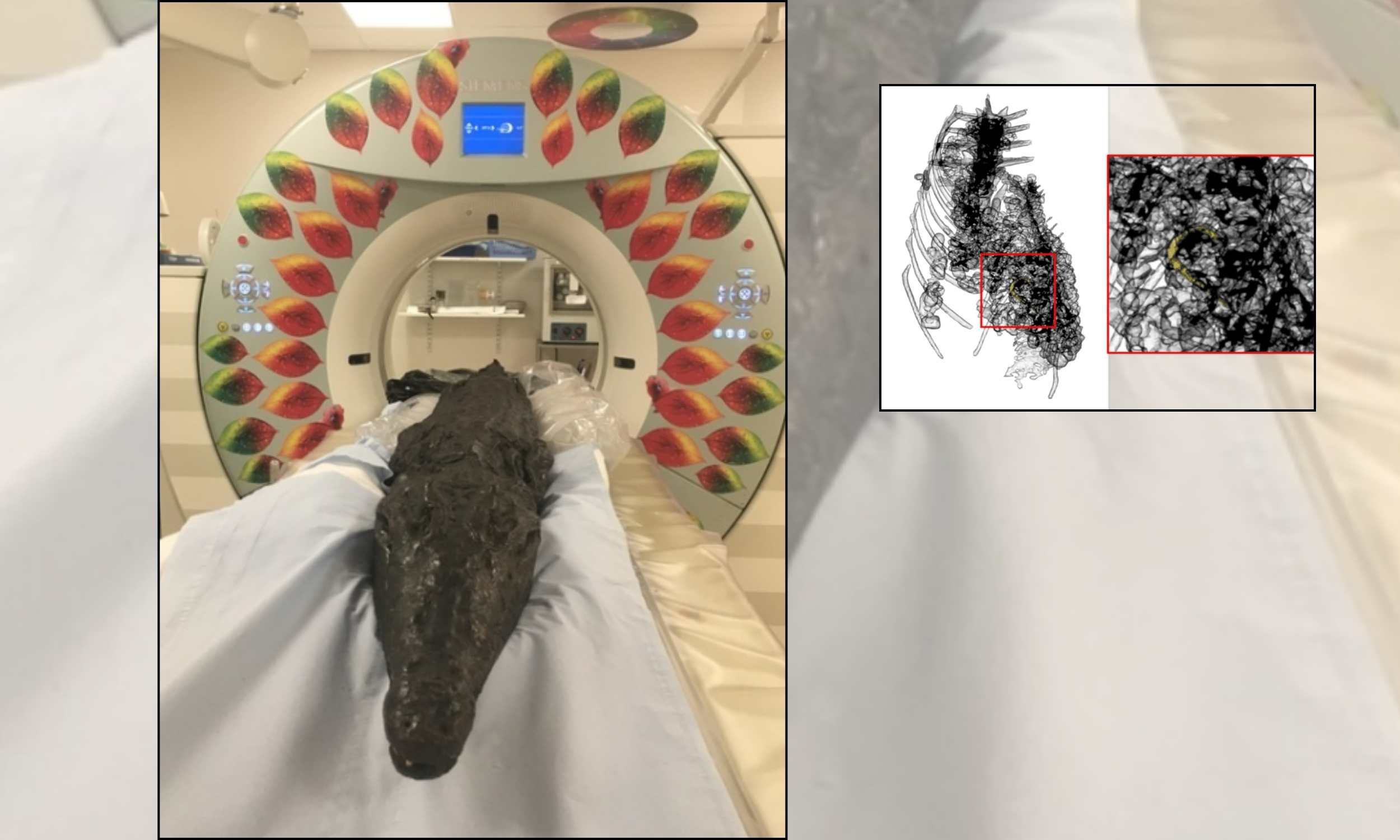Crocodile mummy discovered in Egypt with stomach contents intact