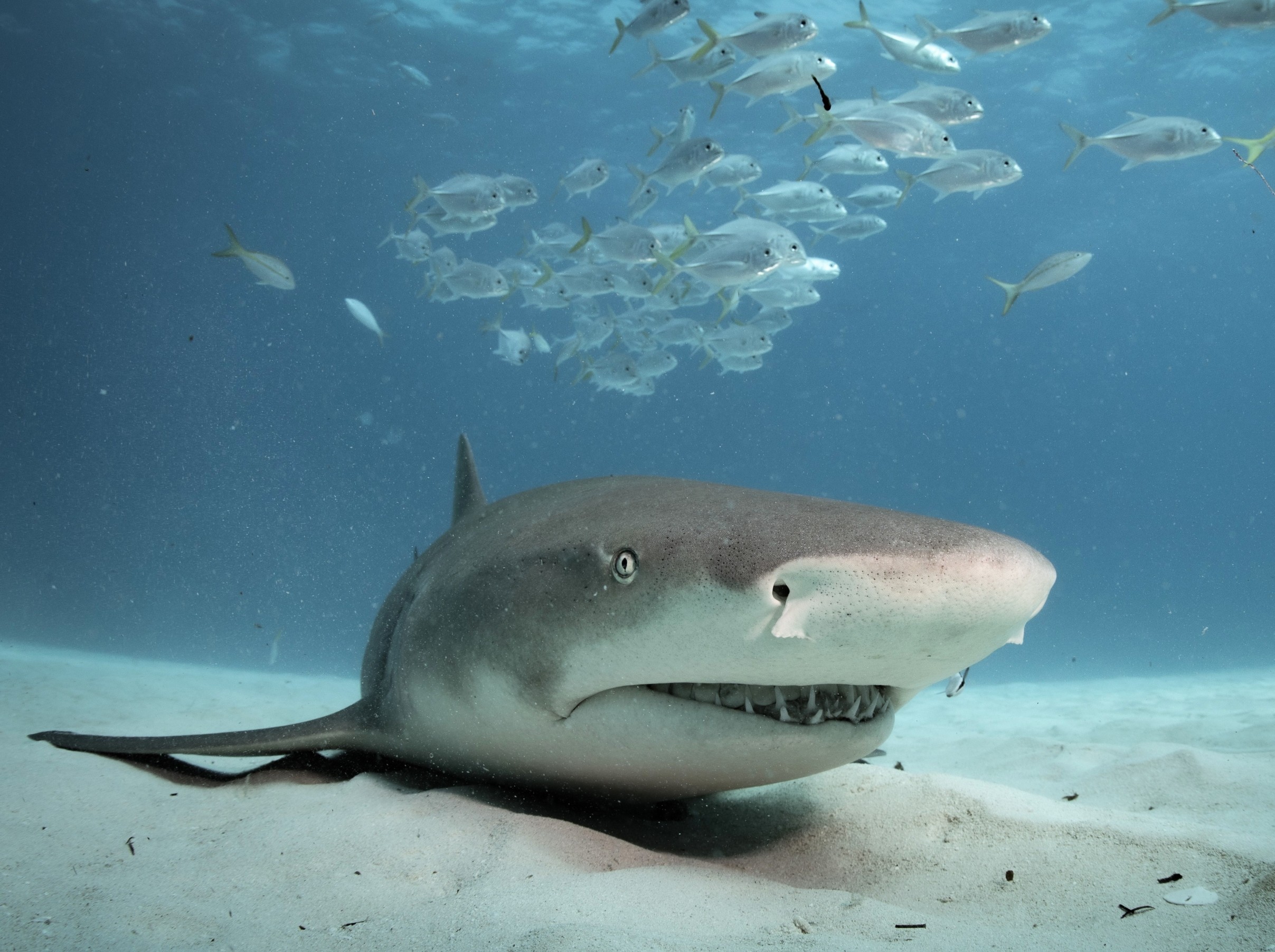 How a mass extinction made modern jaws possible