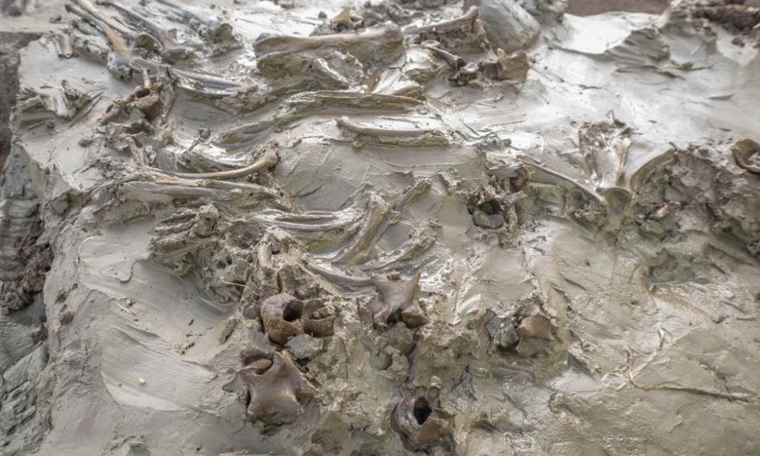 Archaeologists find a carefully-buried dog in a 5,000-year-old Swedish bog