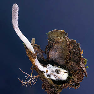 邱园从2026年发现的数百种新植物和真菌物种中选出了他们最喜欢的物种