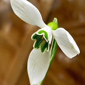 邱园从2026年发现的数百种新植物和真菌物种中选出了他们最喜欢的物种