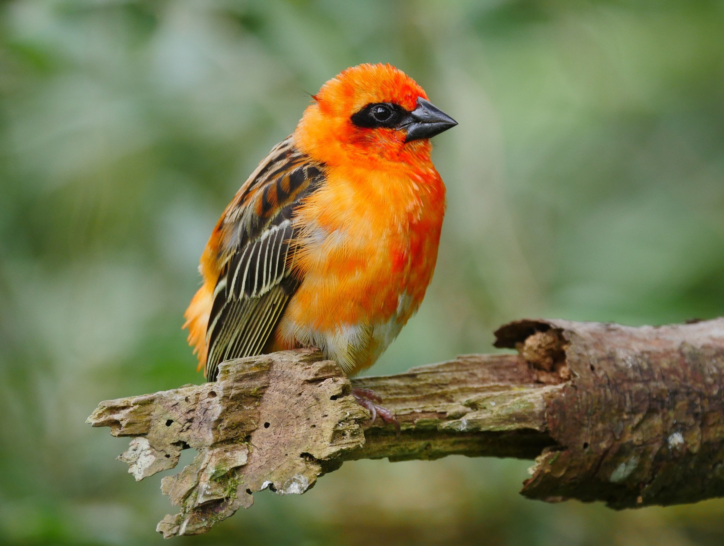 Orange feathers may protect birds from dietary stress
