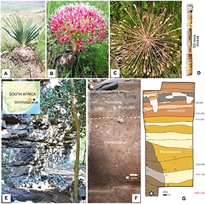 Boophone disticha (L.f.) Herb., microlithic poison arrowhead, and Umhlatuzana Rock Shelter.(A) B. disticha bulb and fan-like leaves (photo credit: A. Motala), (B) flowerhead (photo credit: G. Bowers-Winters), and (C) seeding structure (photo credit: R. Taylor). (D) An approximately 2000-year-old arrowhead from South Africa with transversely hafted microlith [(11); photo credit: by M.L.]. (E) Umhlatuzana Rock Shelter, with (F) the western profile exposed in 2018–2019, and (G) simplified stratigraphic drawing with ages in BP, the star indicating the layer from which the backed microliths were excavated. Credit: ScienceAdviser