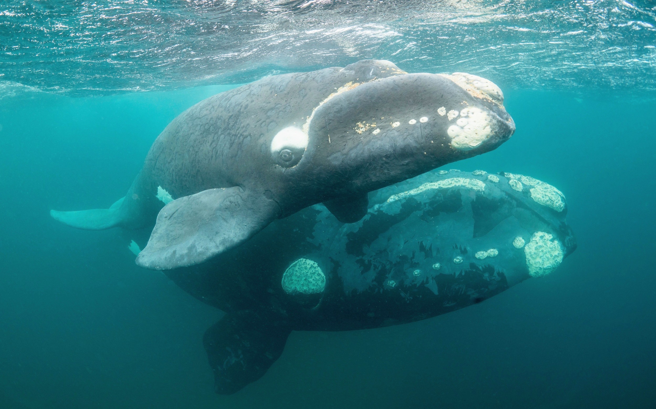 Whale hunting began centuries earlier than scientists thought