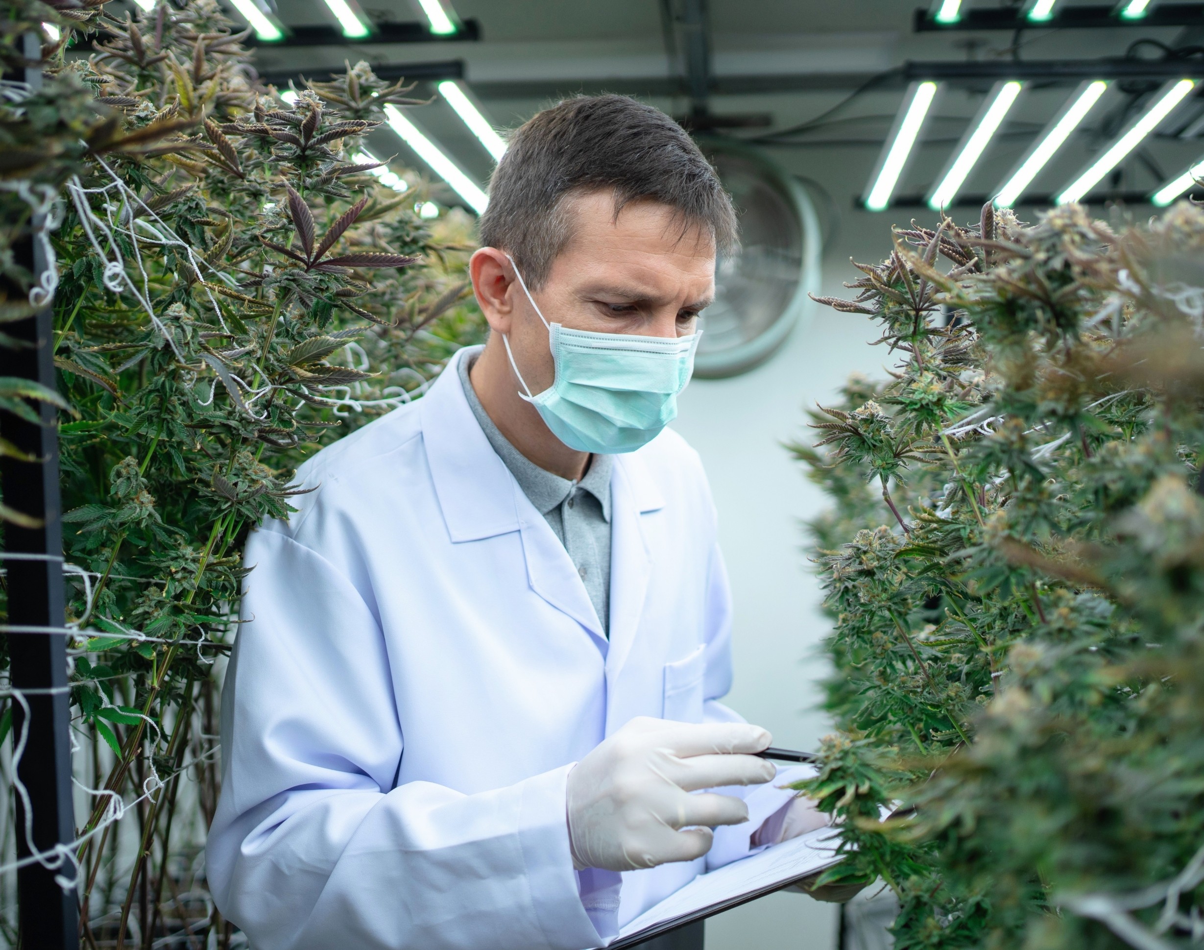 Cannabis may soon come with clearer safety limits, like alcohol