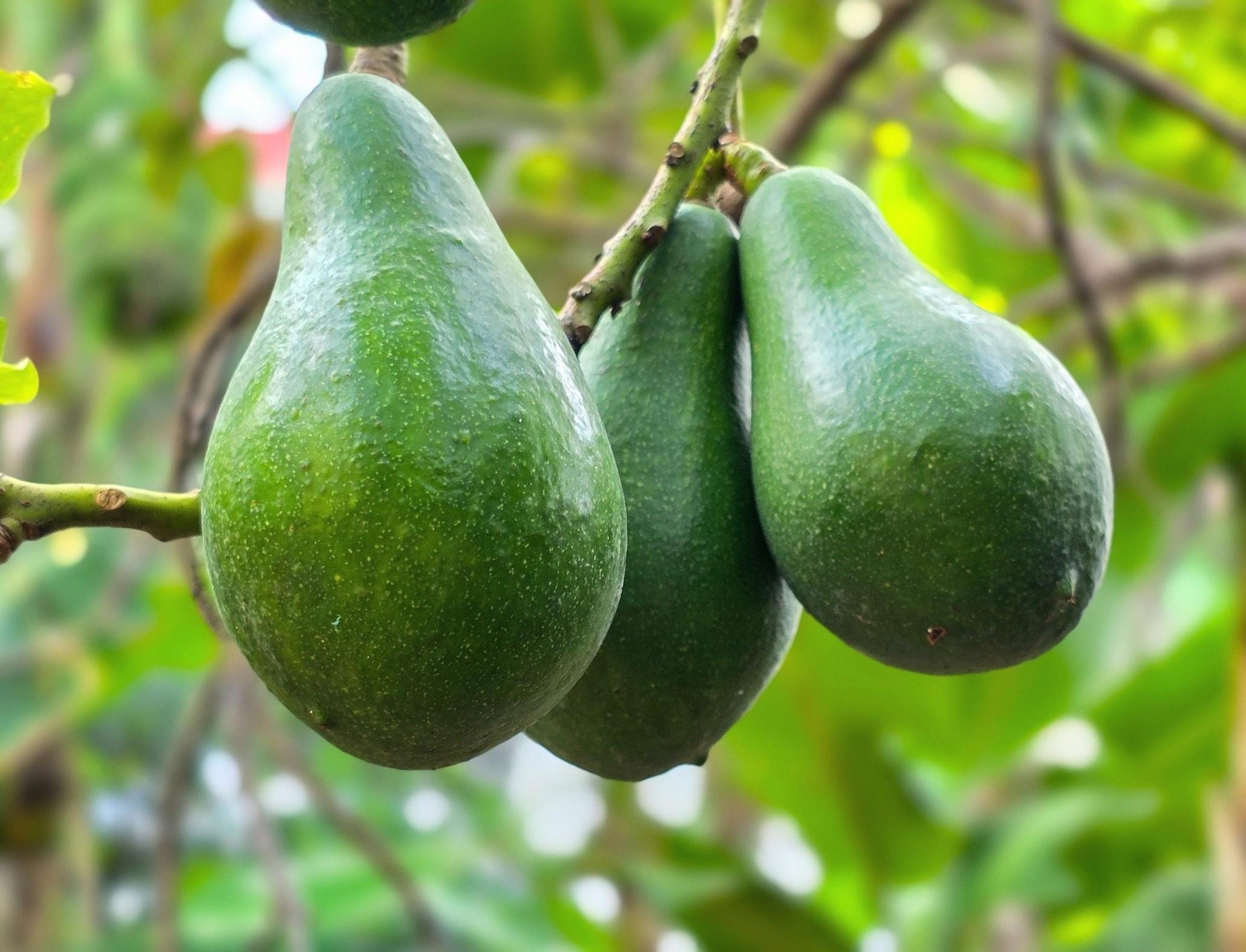 Future emissions will determine the fate of avocado farming