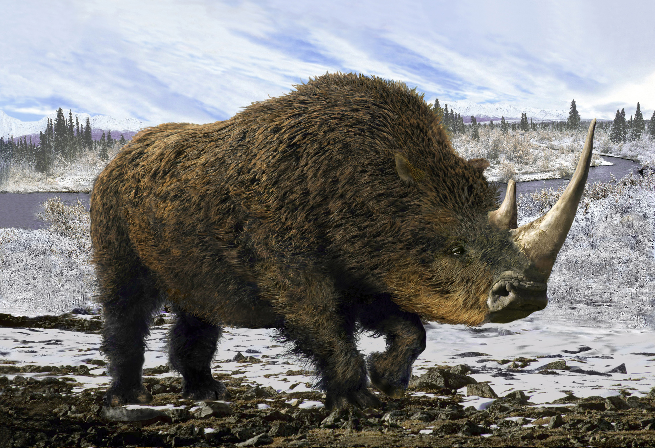 Scientists reconstruct woolly rhino’s genome from a wolf's stomach