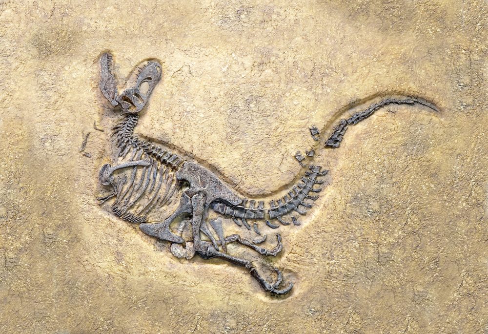 T. rex adolescence may have lasted for decades