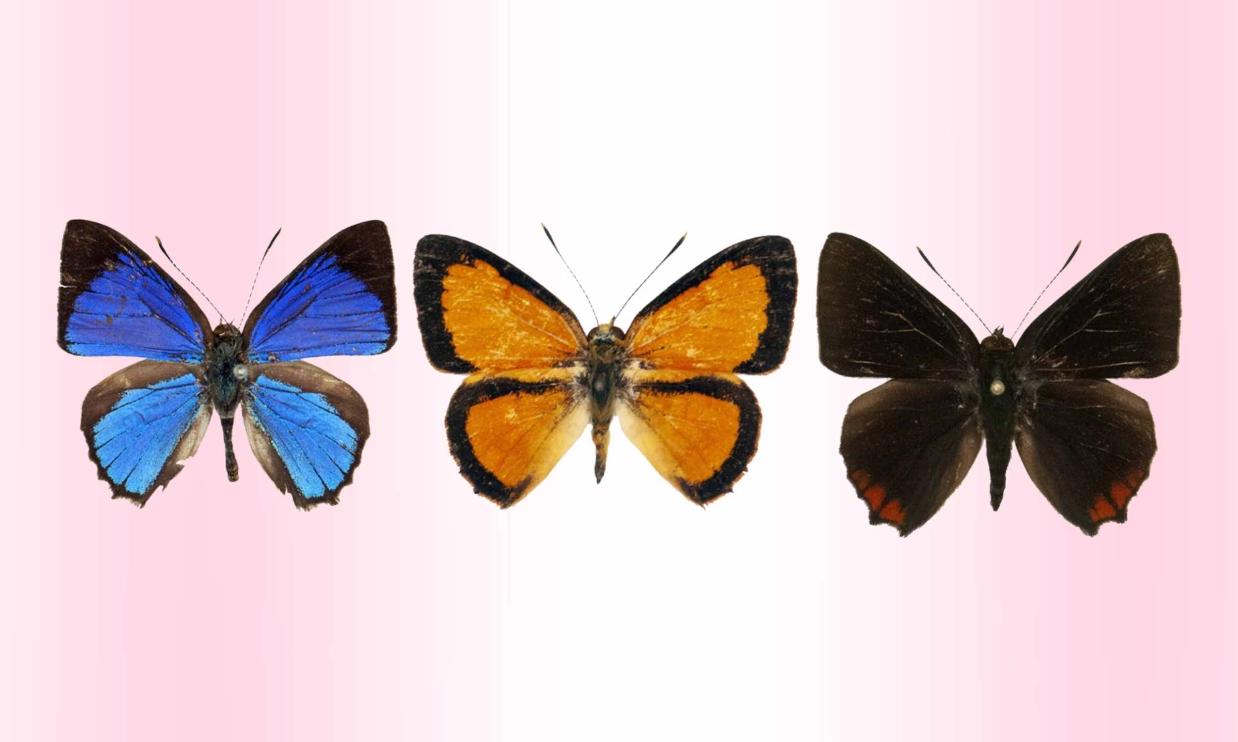 The Natural History Museum names 262 new species