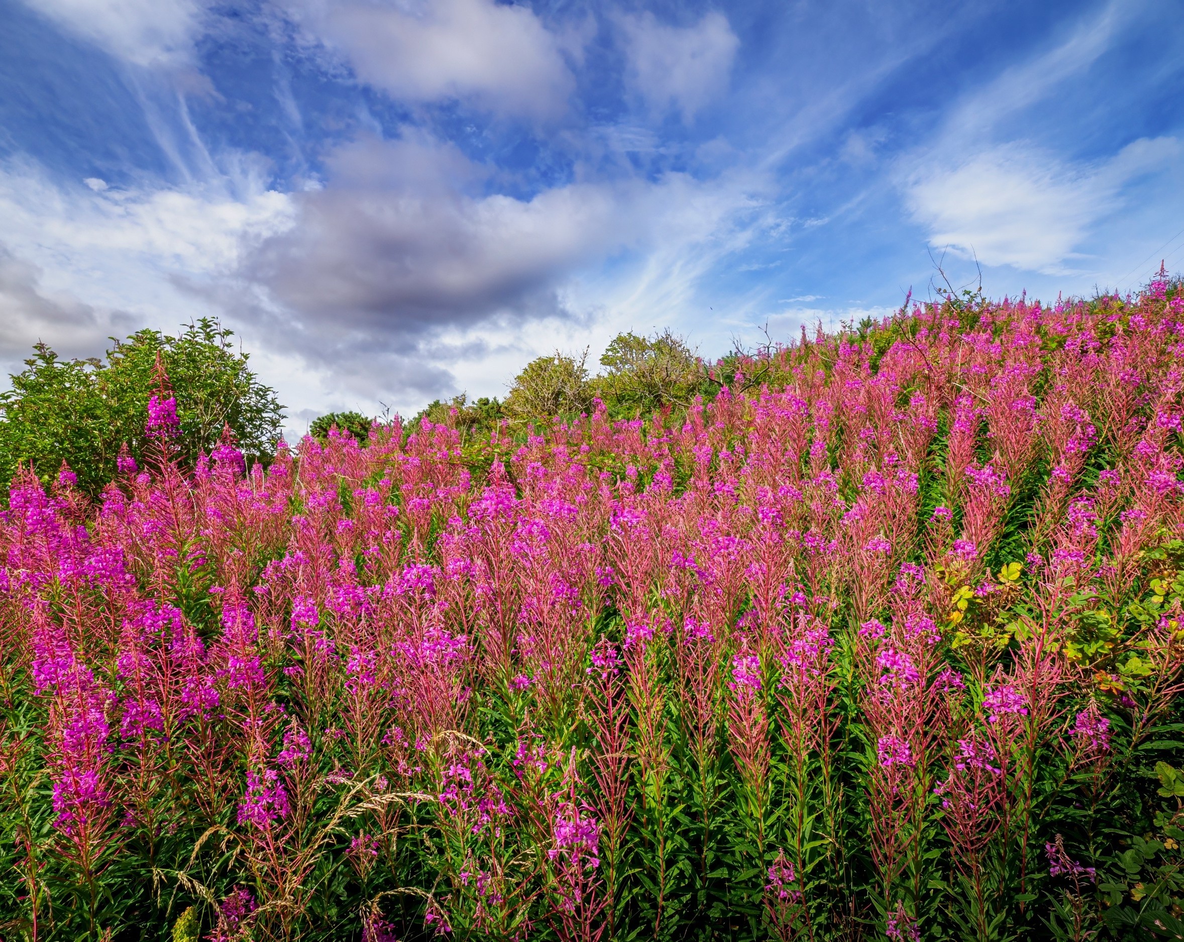 Plants use chemical smells to communicate with their neighbors