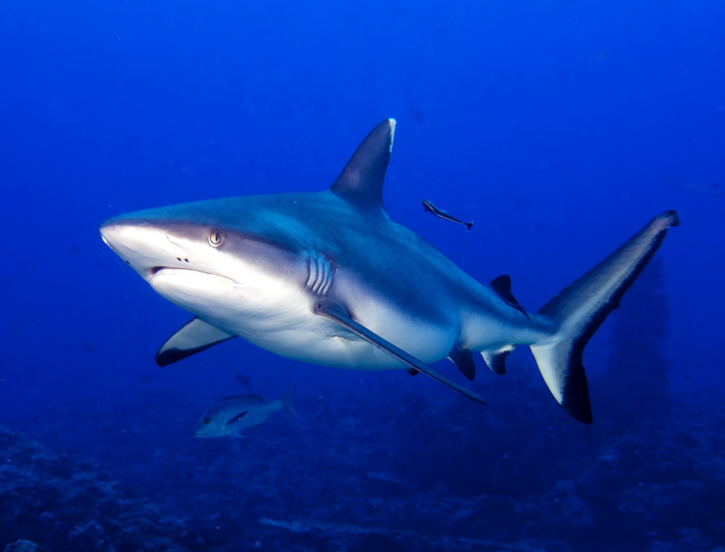 How the Greenland shark’s heart keeps pumping for 400 years