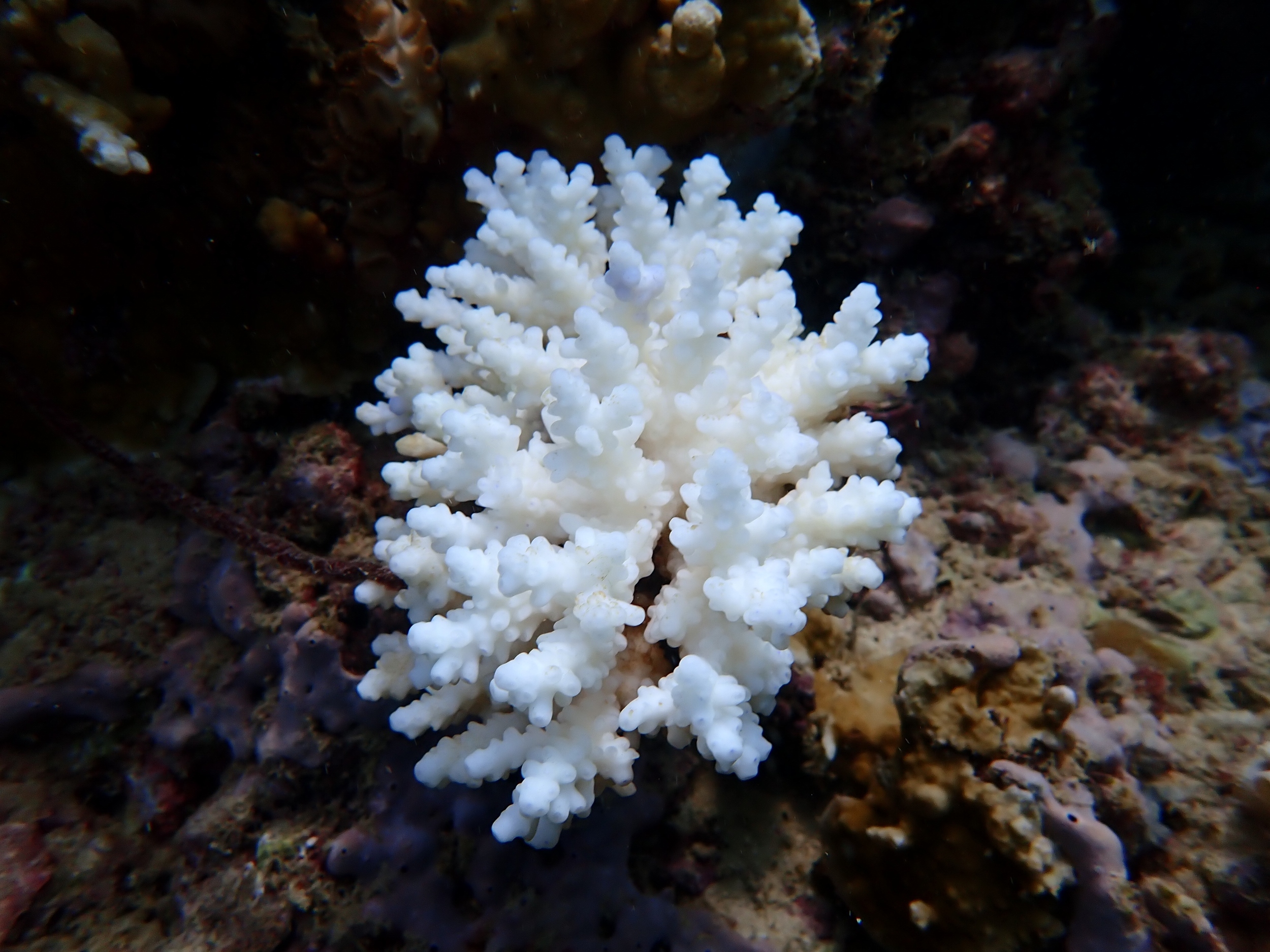 Climate change is costing the oceans far more than we thought