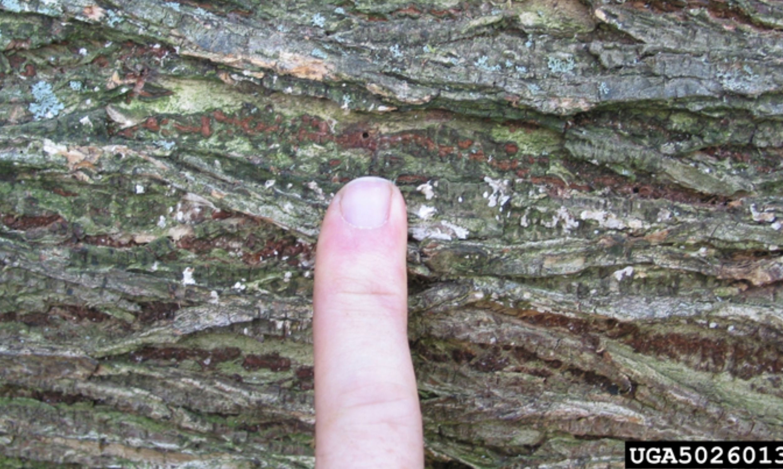 Tiny fungus carried by bark beetles found to spread Dutch elm tree disease