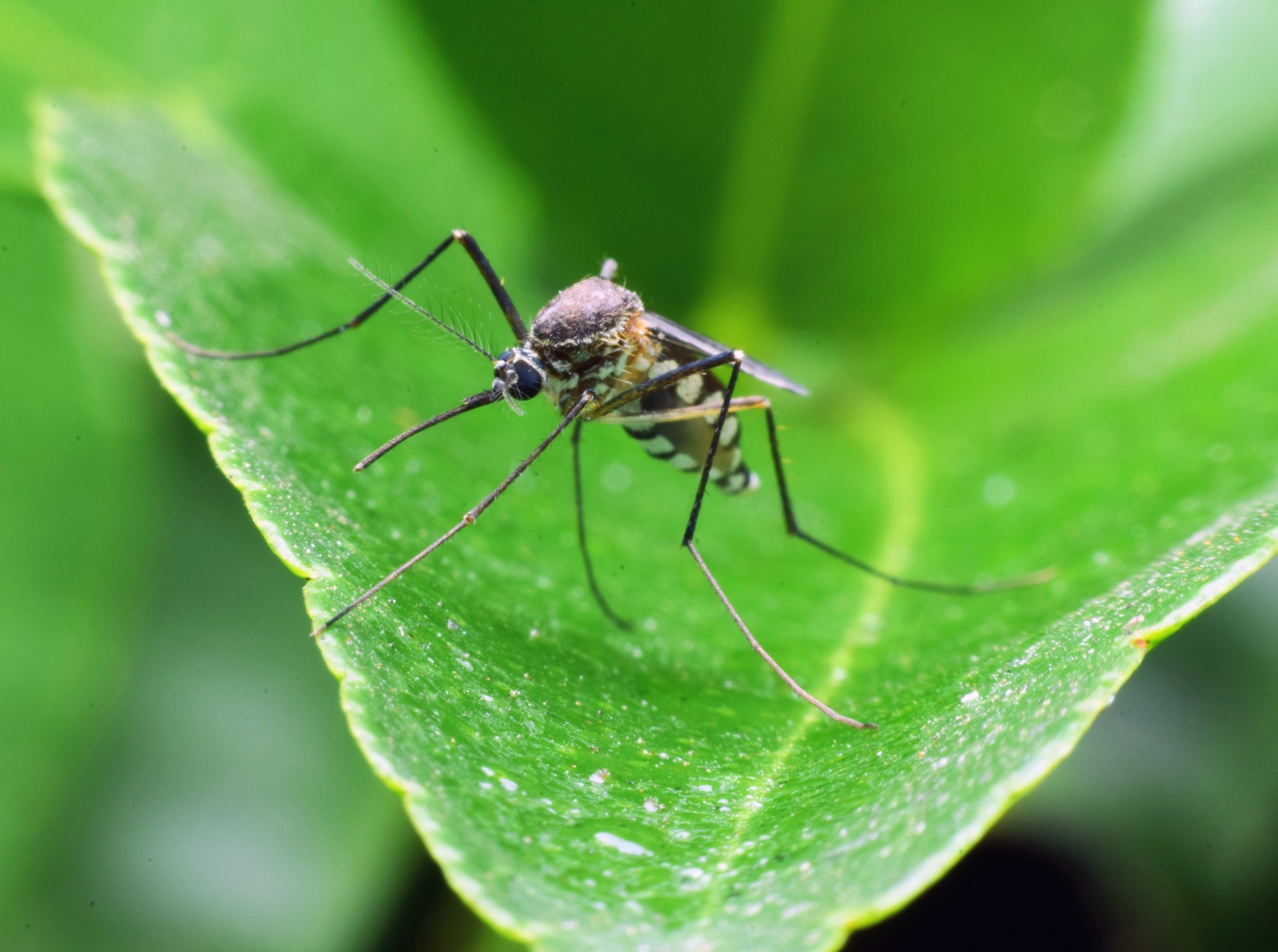 Forest mosquitoes turn to human blood as their habitat shrinks