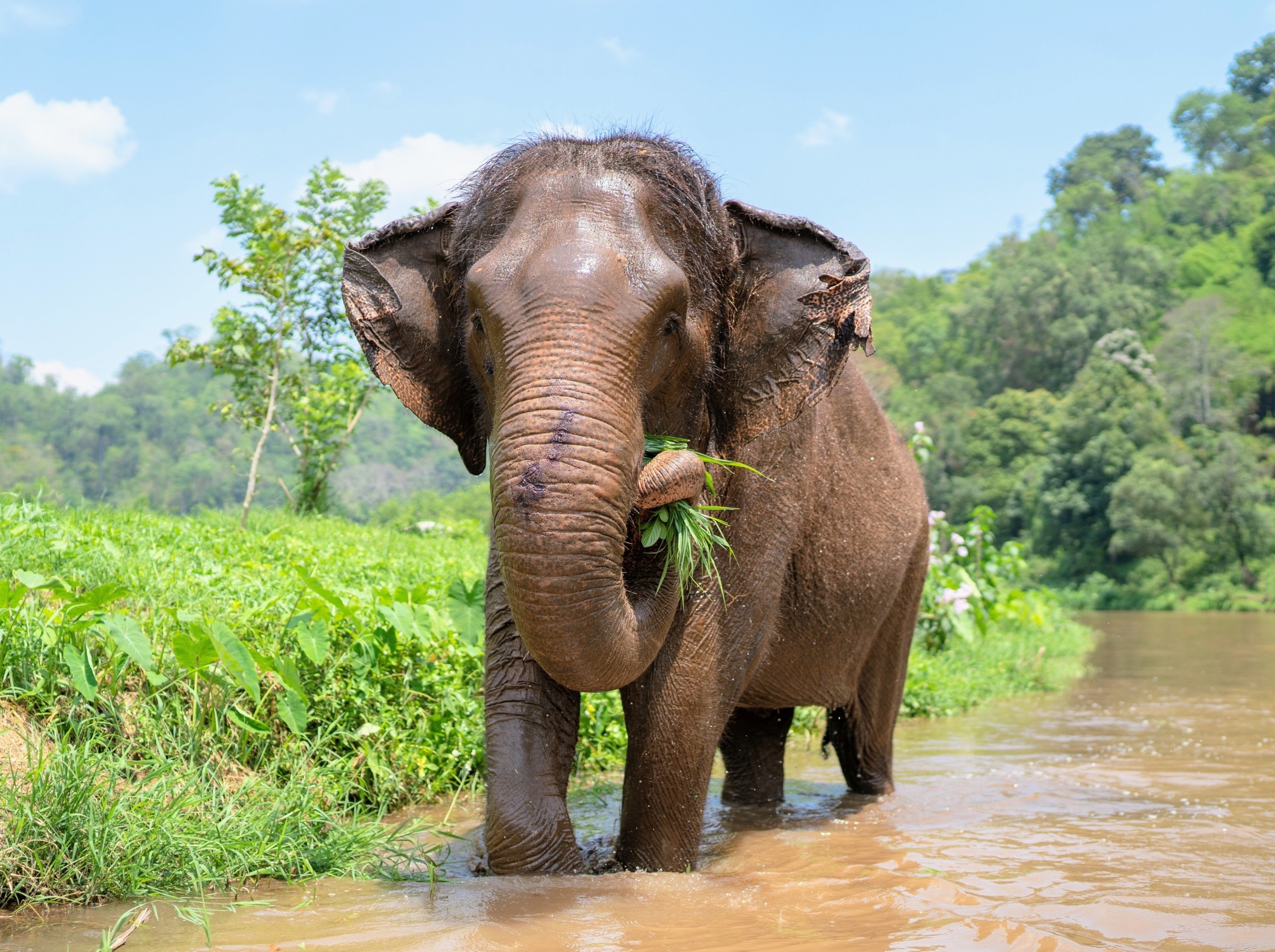 Forest elephants turn farms into pharmacies