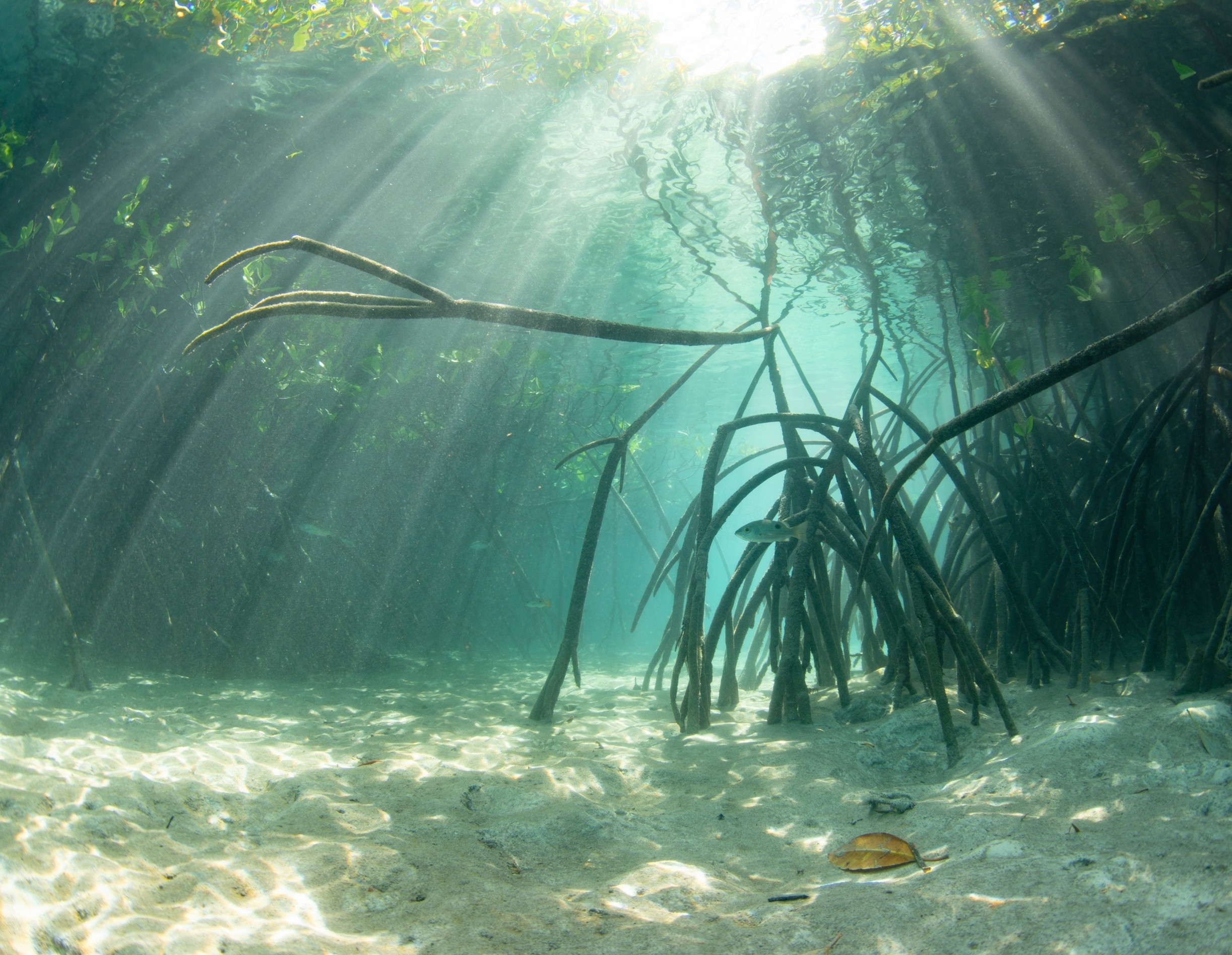 Ocean damage nearly doubles the true cost of carbon emissions