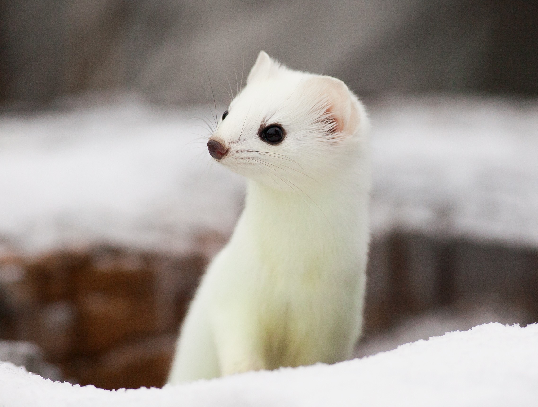 Small mammals shrink their brains to survive winter