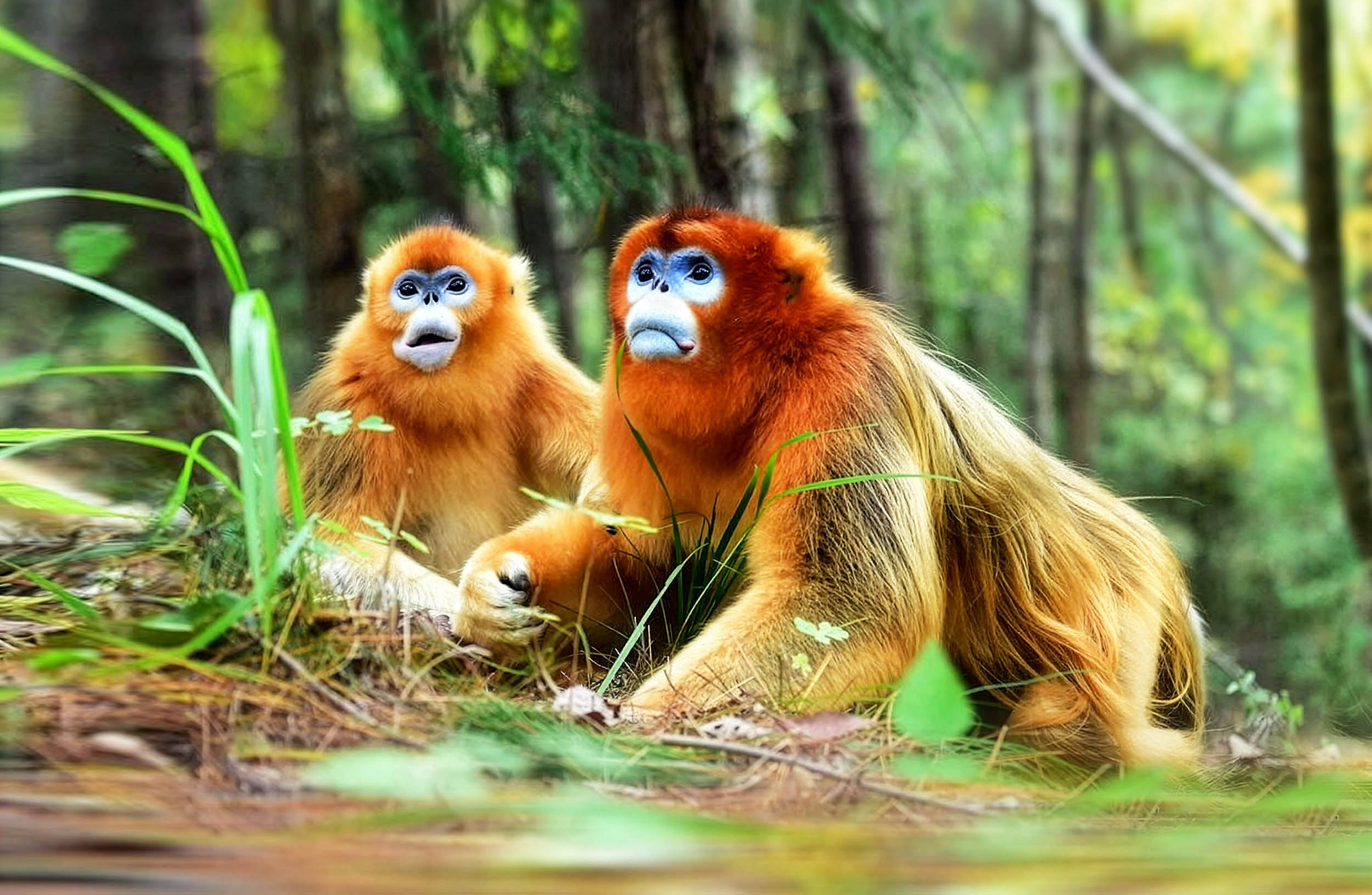 Same-sex behavior in primates may be an ancient survival strategy