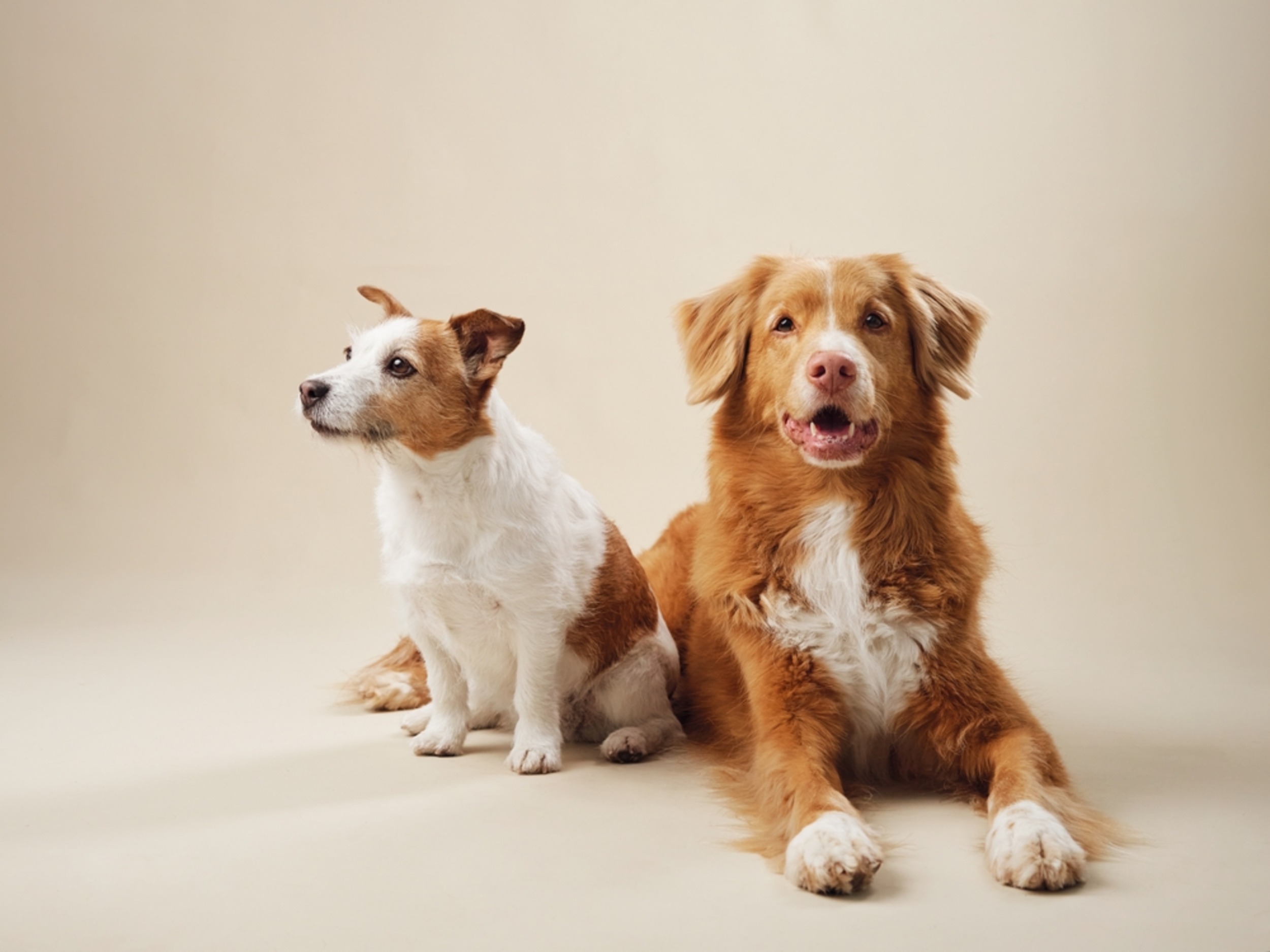 Playing with dogs increases alpha brain wave activity