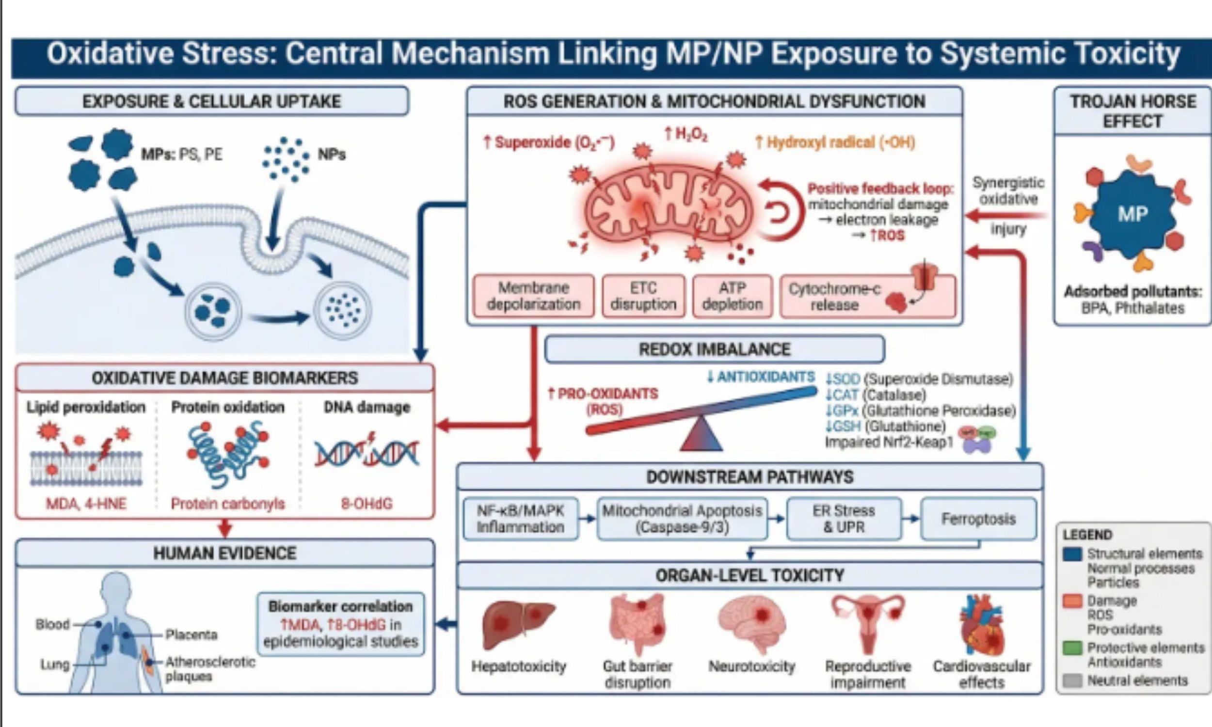 Evidence grows on how microplastics affect human health