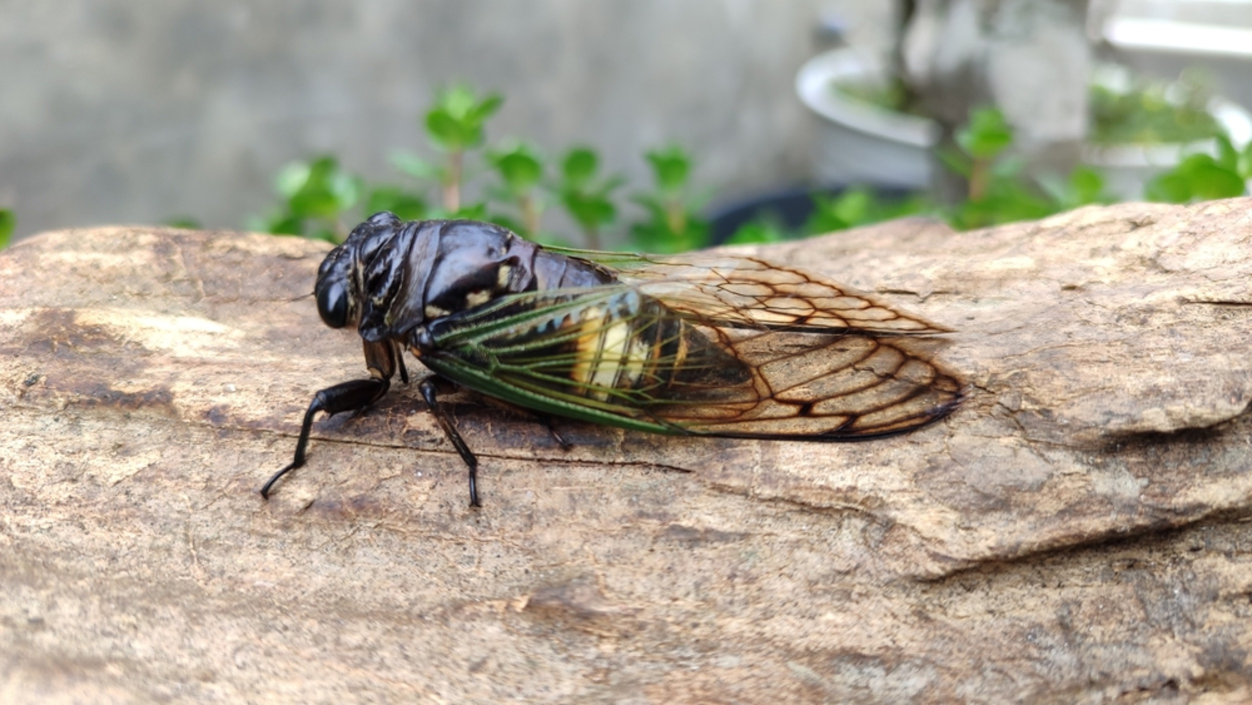 Cicadas break physics rules with urine jets