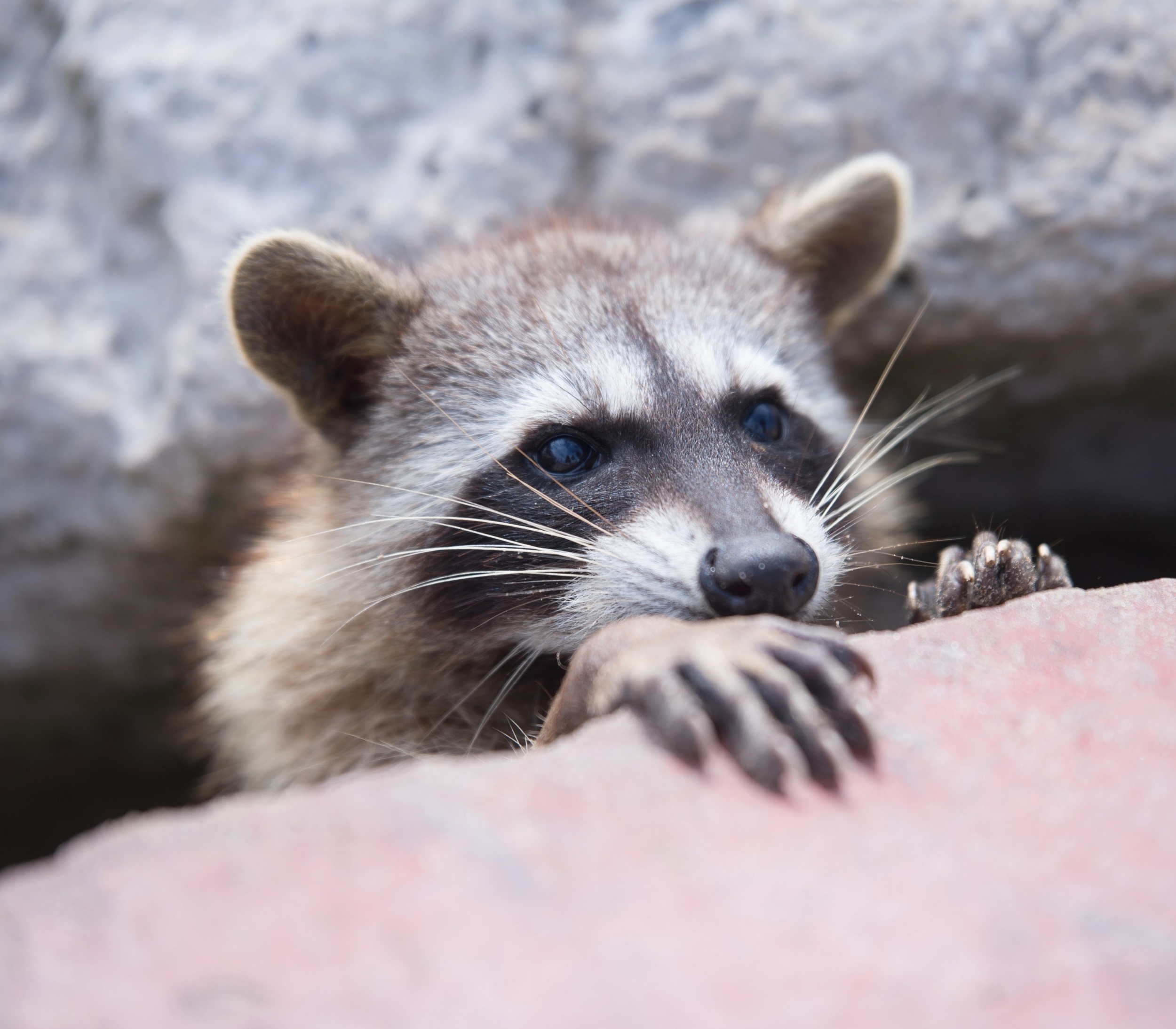 How animals change under the pressure of city life