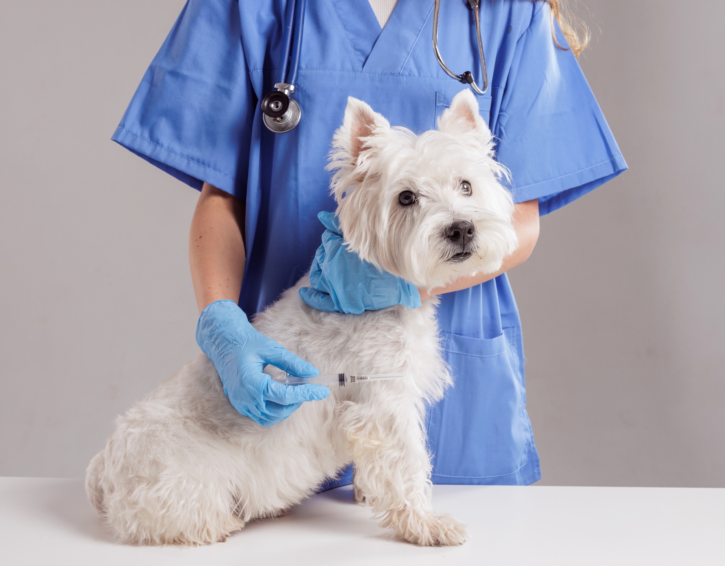 Heartworm disease evolved with wild dogs thousands of years ago